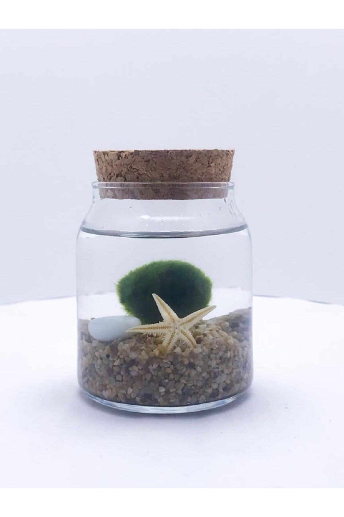 Teraryum Marimo Şans Yosun Topu