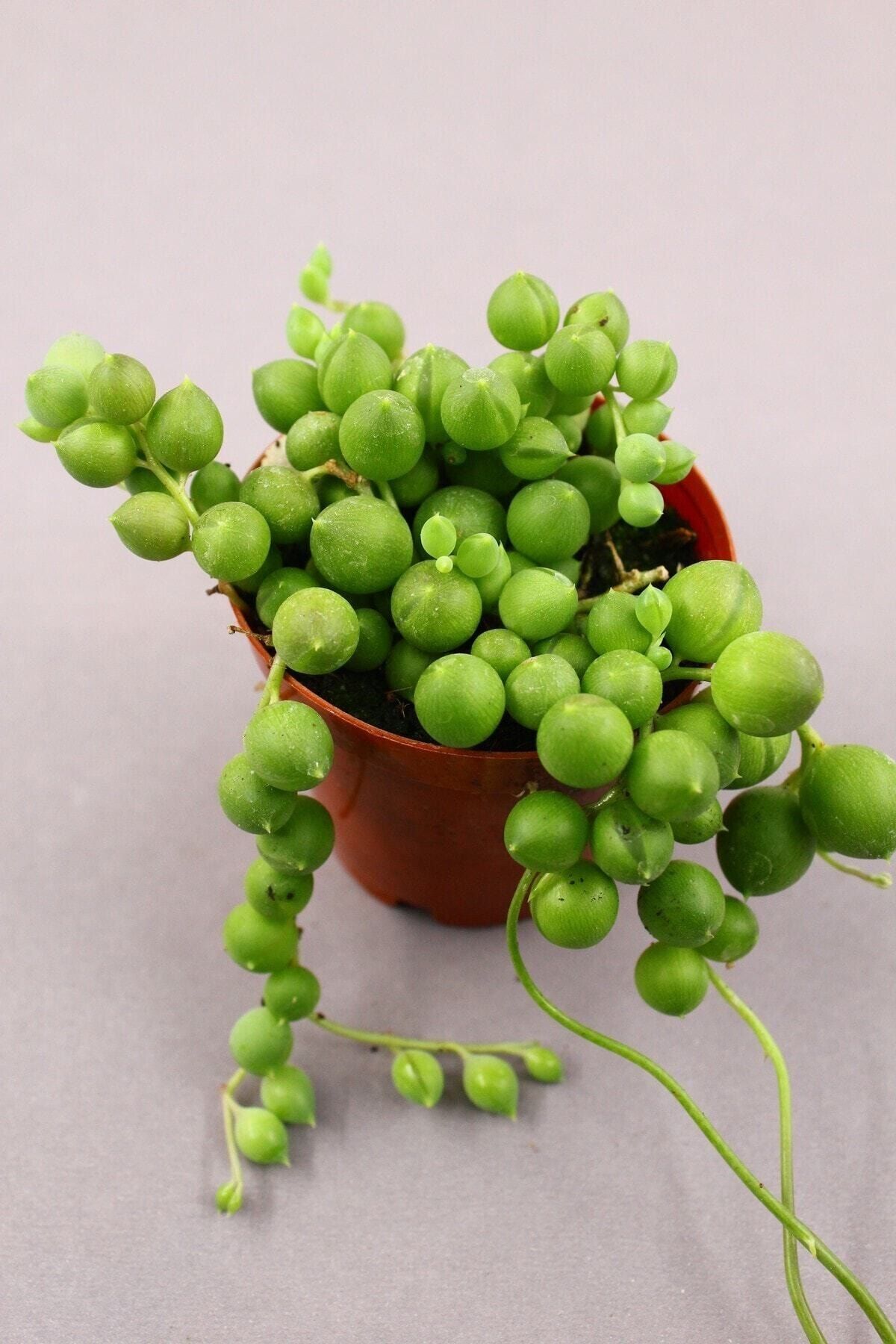 kaktuskent Senecio Rowleyanus - Tesbih Çiçeği 5.5 Cm Saksıda