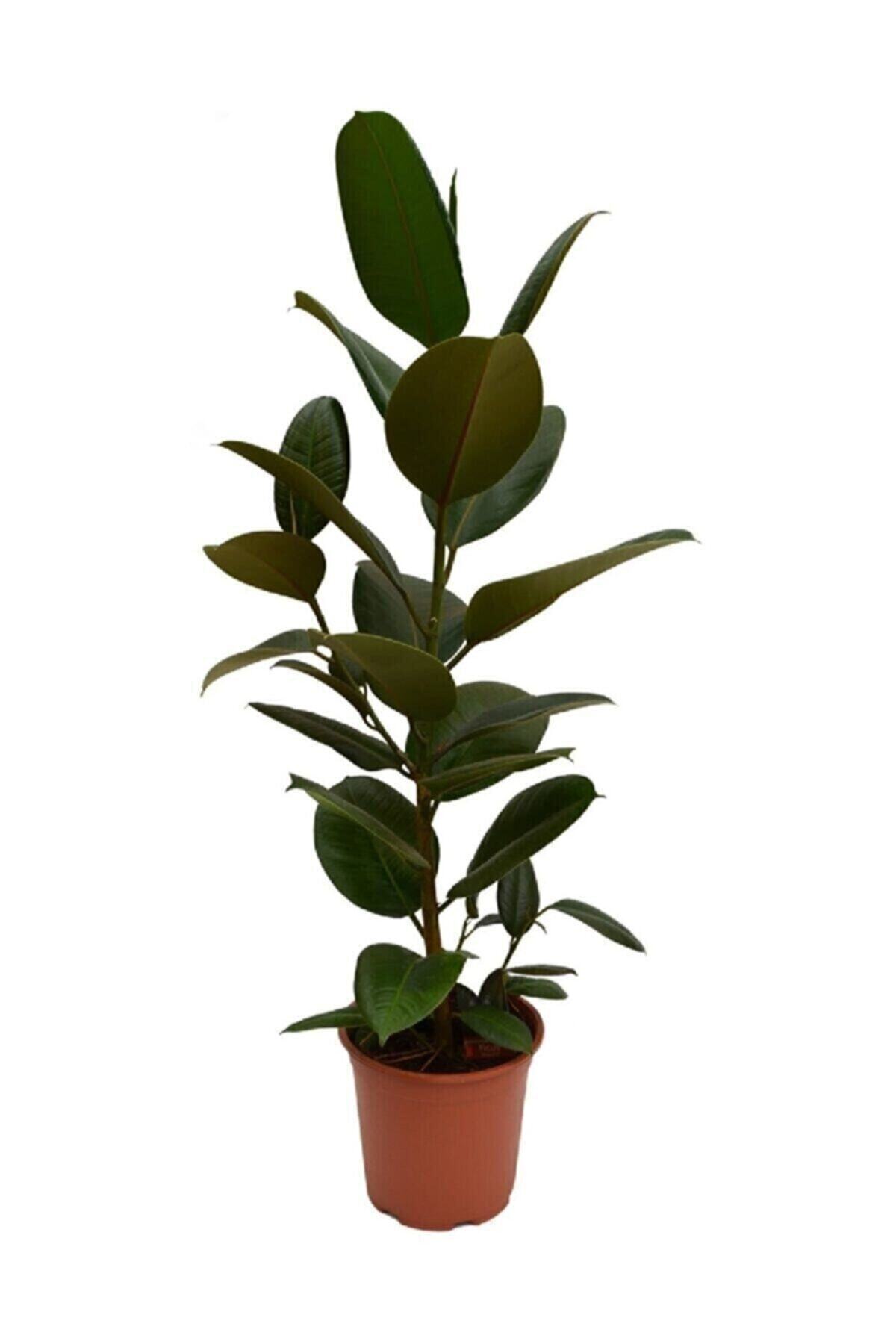 oliveberrygrains Ev Çiçeği Tek Dal Kauçuk Ficus Elastica