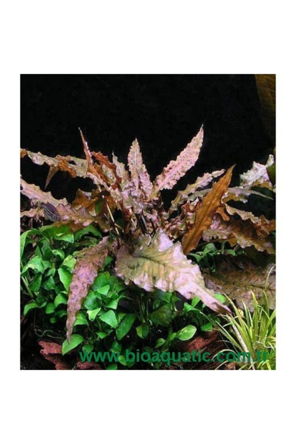 BIO AQUATIC Cryptocoryne Mioya Tam Gelişmiş Boy 1 Adet Xl Boy