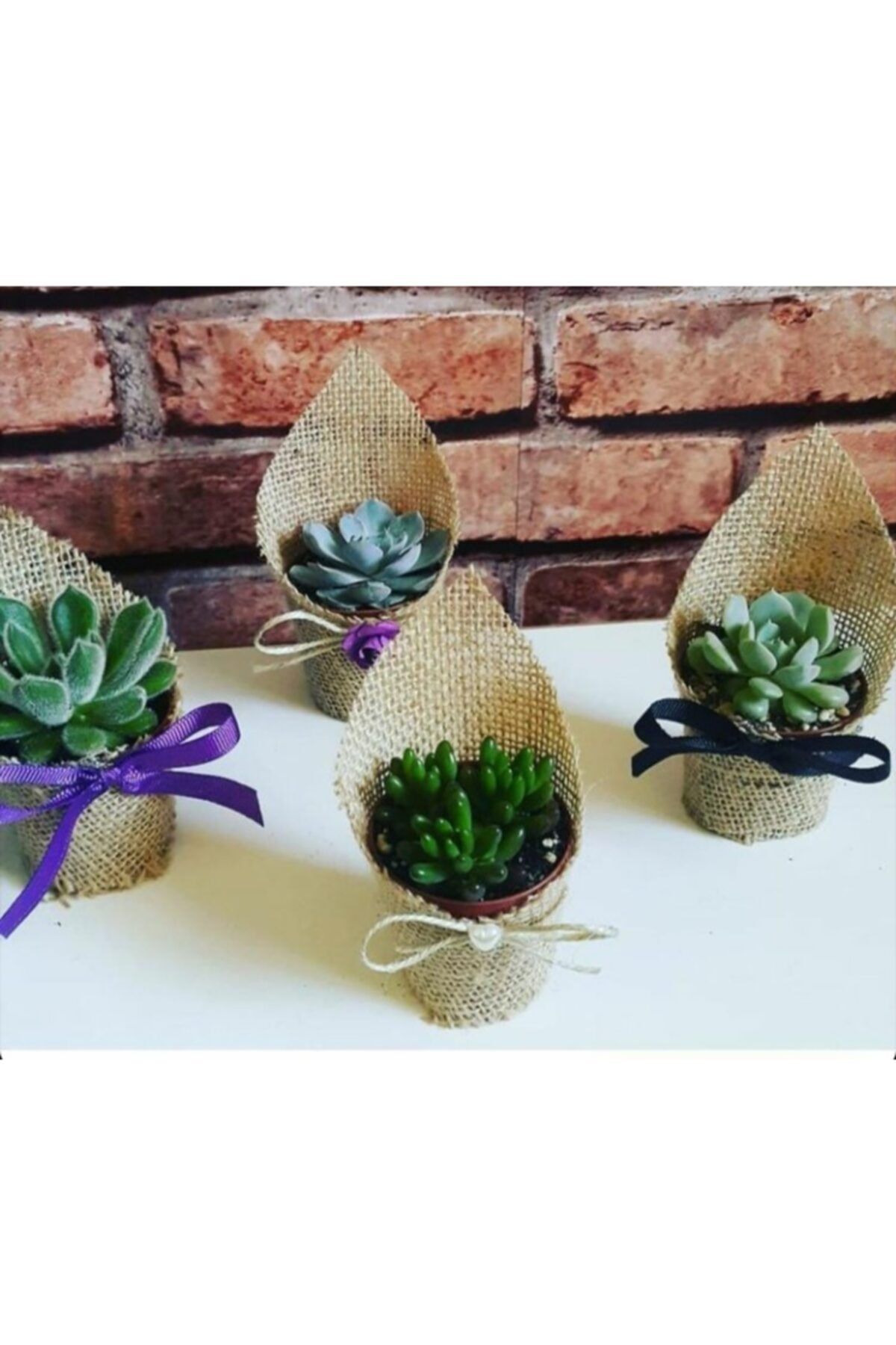 Hira çiçekçilik. 20 Li Süslemeli Ve Etiketli Sukulent Sedum Mix