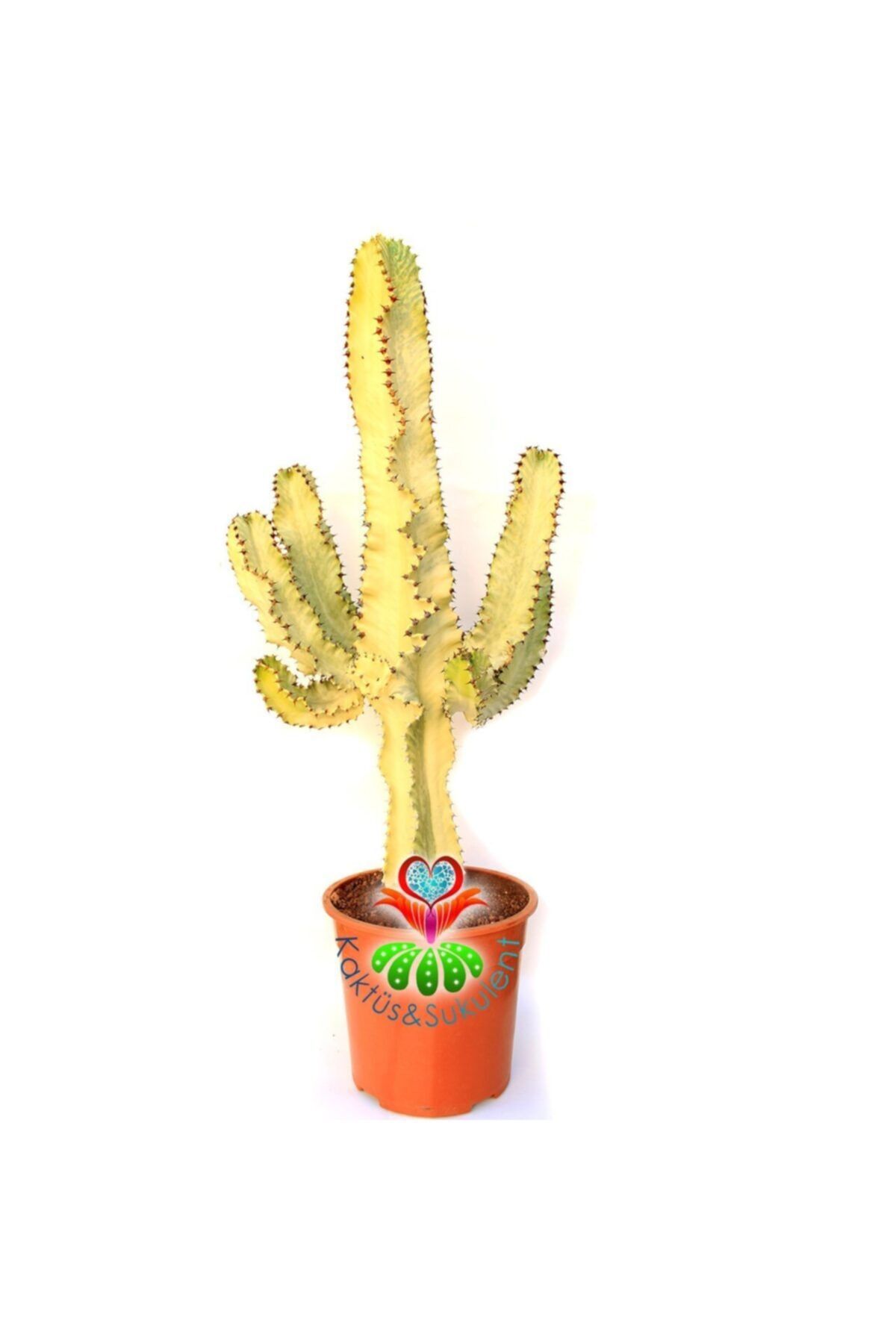Kaktüs & Sukulent Canlı Dev Kaktüs,euphorbia Ingens Varıegata 80+cm Uzunluğunda -19 Cm Saksıda,çok Şık Ofis Cactus