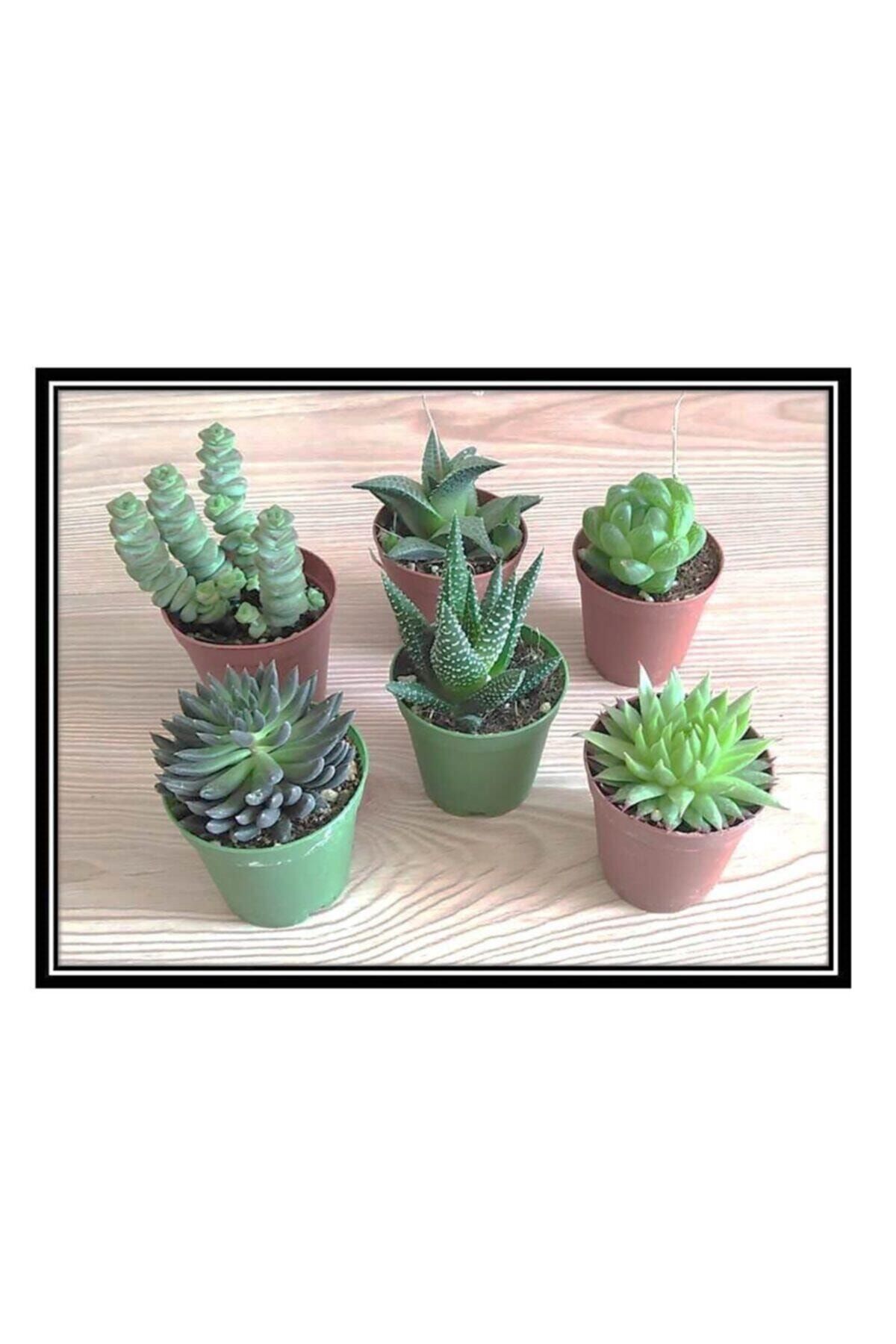 Kaktüs & Sukulent Haworthia Ve Sukulent 6lı Mix Seri