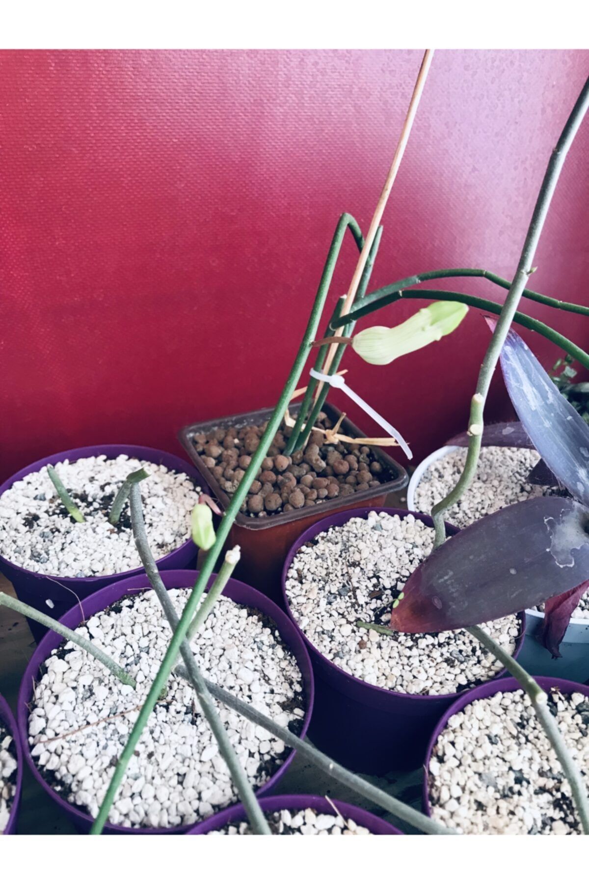 foliumbotanik Ceropegia Ampliata Çok Özel Tür Sukulent Koleksiyonluk