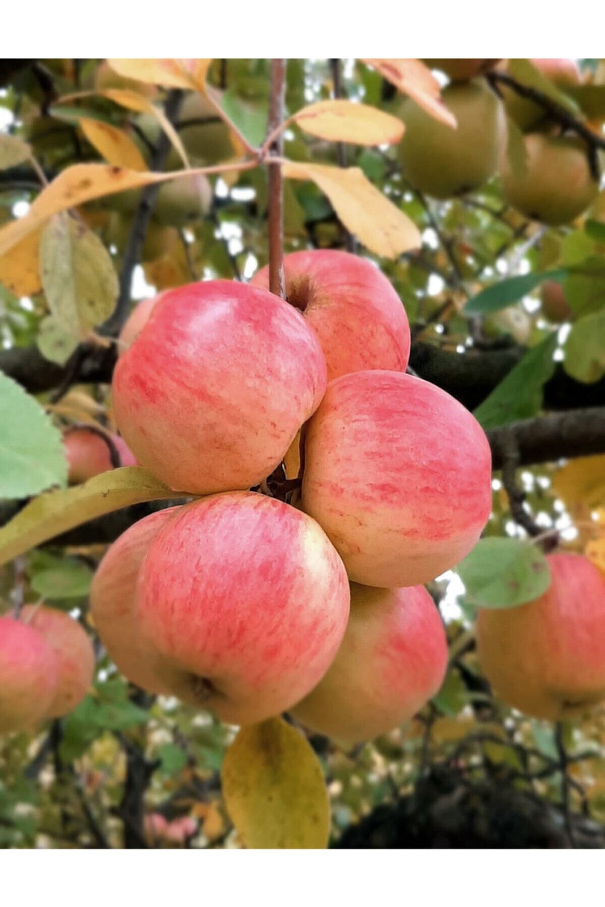 ADF TOPTAN Organik Amasya Misket Çıtır Elması 5 kg