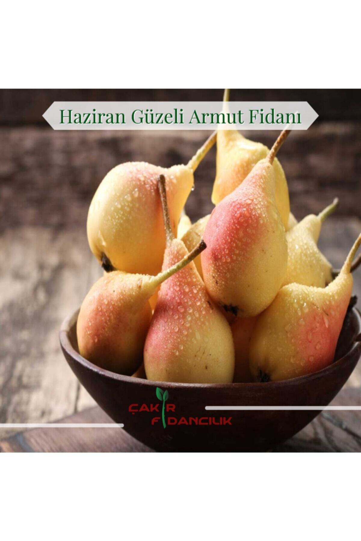 ÇAKIR FİDANCILIK 3 Yaş Haziran Güzeli Armut Fidanı(ERKENCİ CİNS)