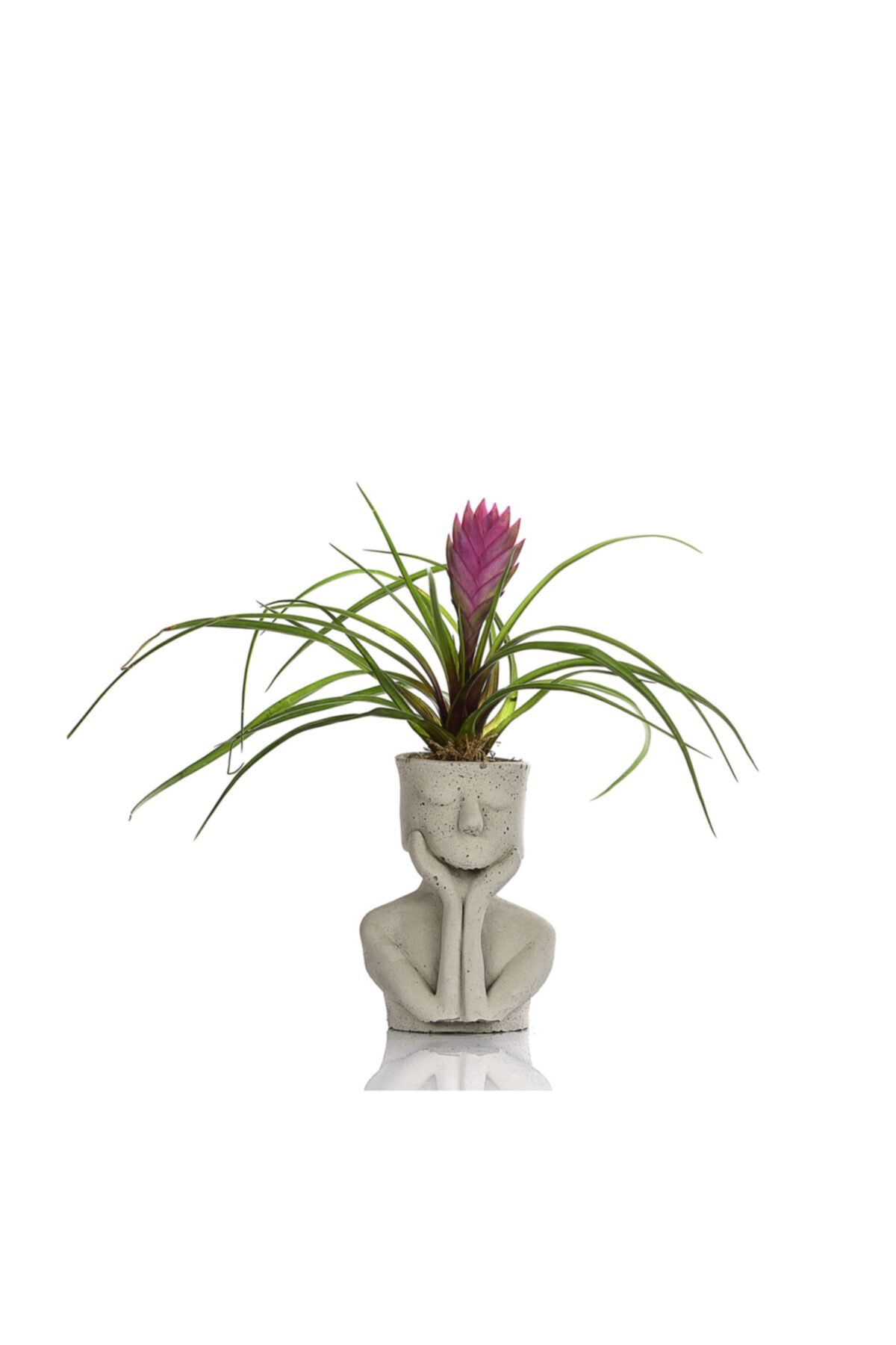 ciceksanat Thinky Saksıda Tillandsia