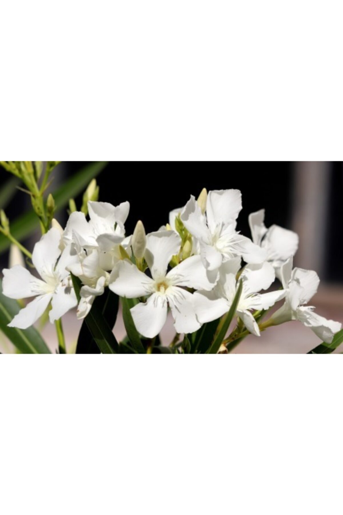 ruzgarbotanik Beyaz Zakkum Çiçeği Fidanı 70 Cm Saksılı