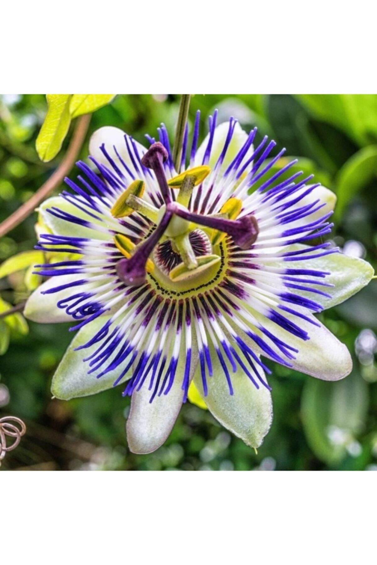 fidanistanbul Passiflora Caerulea Süs Meyveli Çarkıfelek Çiçeği, Ithal, 60-80 Cm, Saksıda