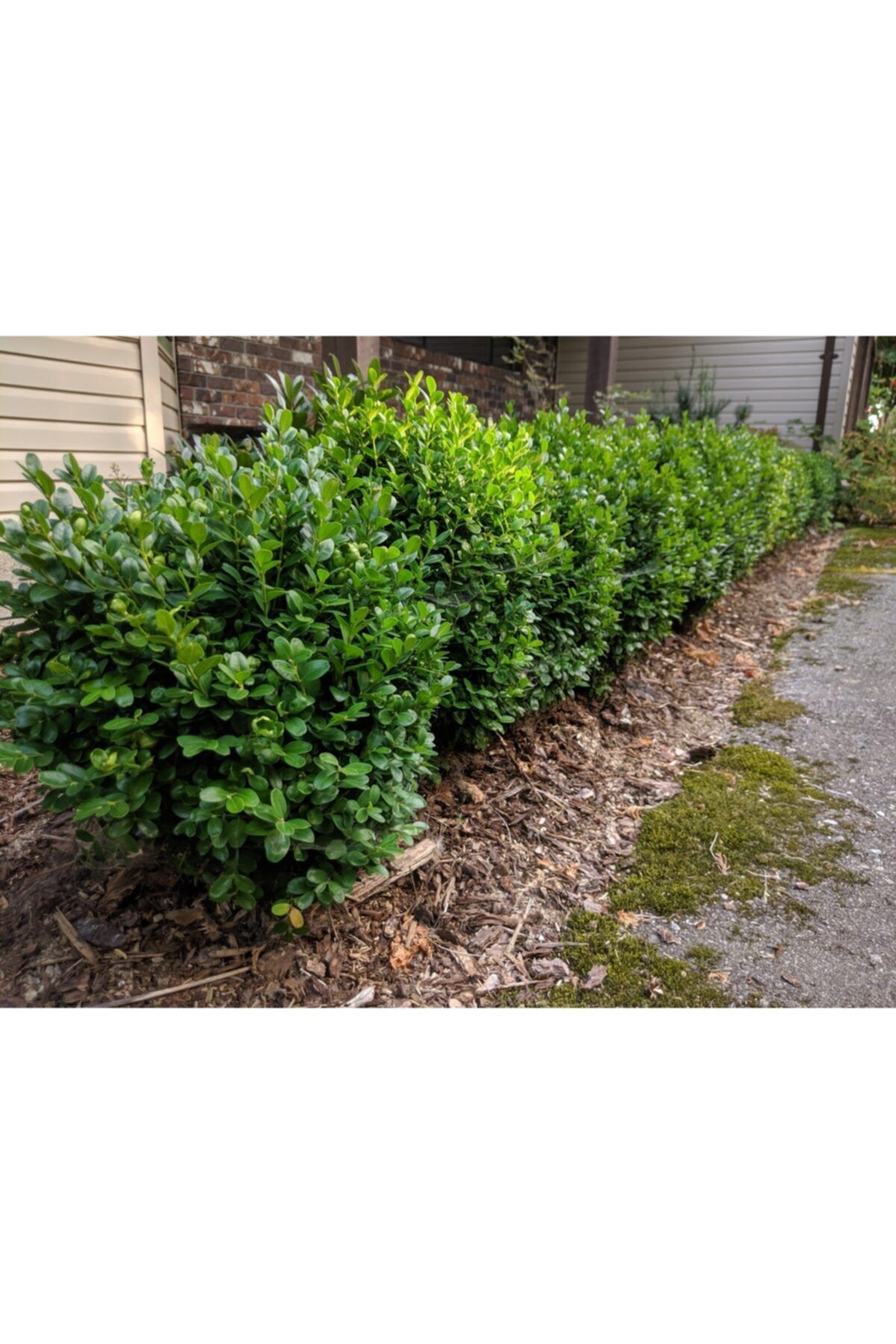 fidanistanbul Buxus Sempervirens Suffruticosa Küçük Yapraklı Şimşir 20-40 Cm, Saksıda