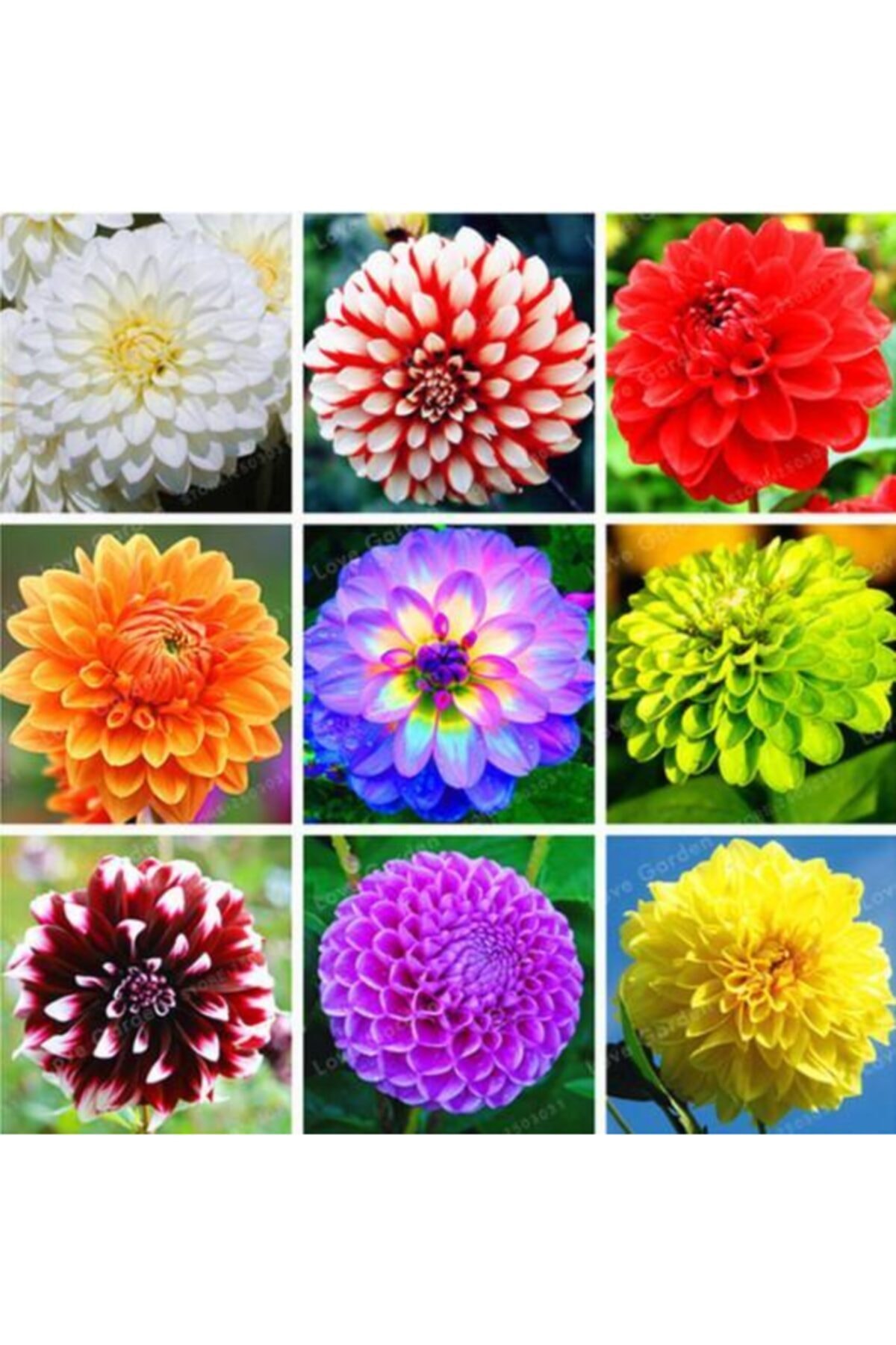 Daye 50 Adet Karışık Renk Dahlia (yıldız Çiçeği) Tohumu + 10 Adet Ht Hediye Gül Tohumu