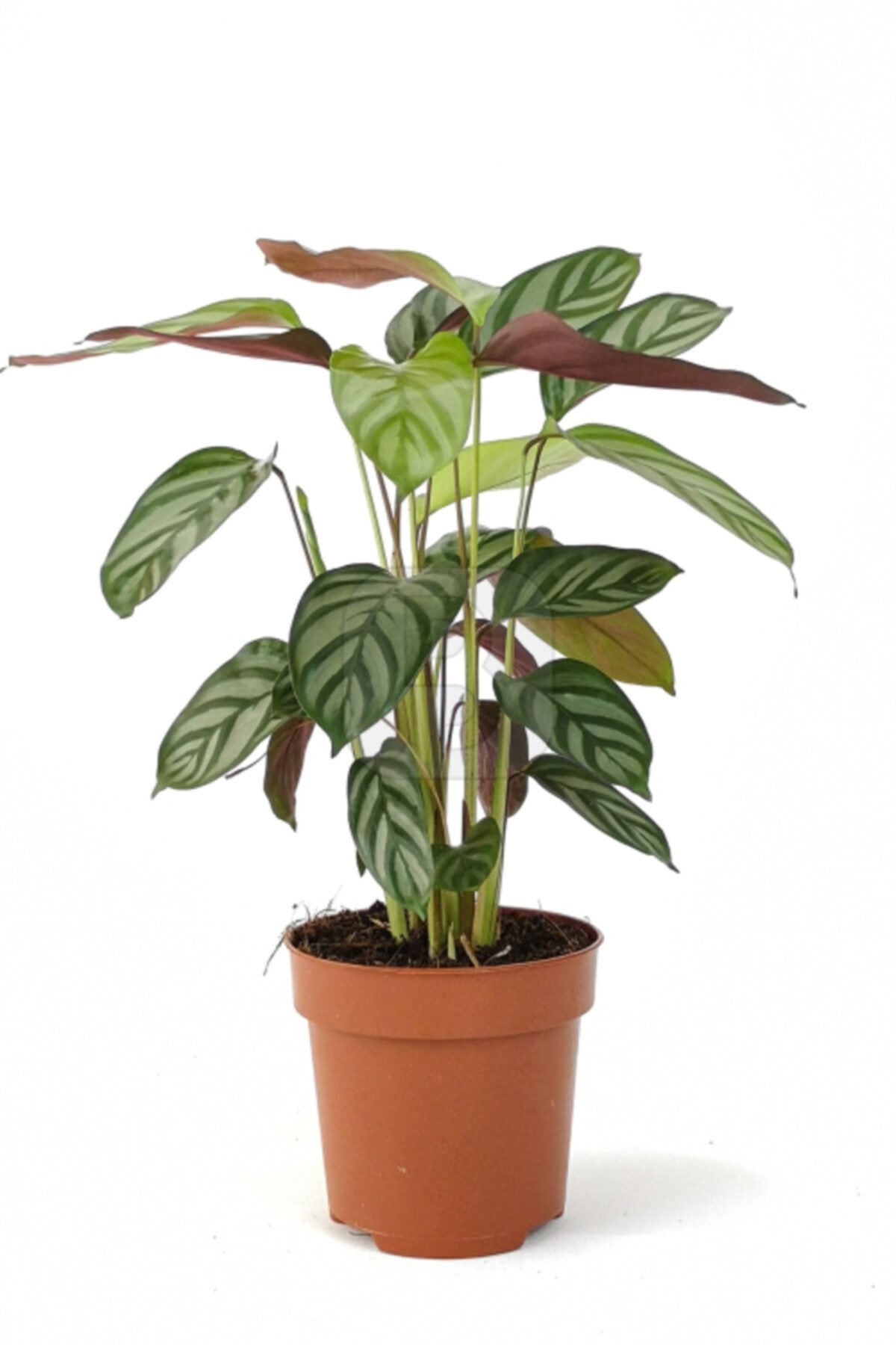 Gardenova Botanik Ctenanthe Steso (dua Çiçeği)_ 30-40 Cm