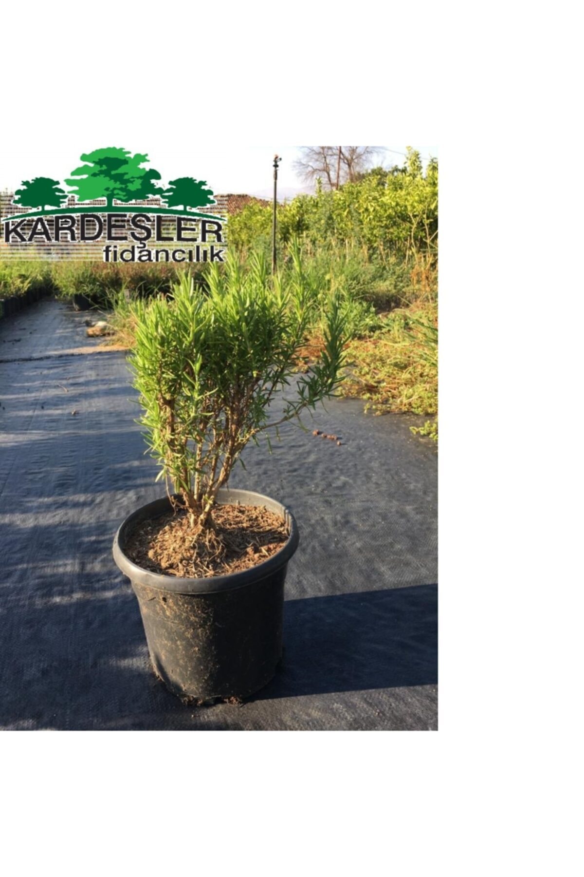 KARDEŞLER FİDANCILIK Boylu Biberiye Bitkisi