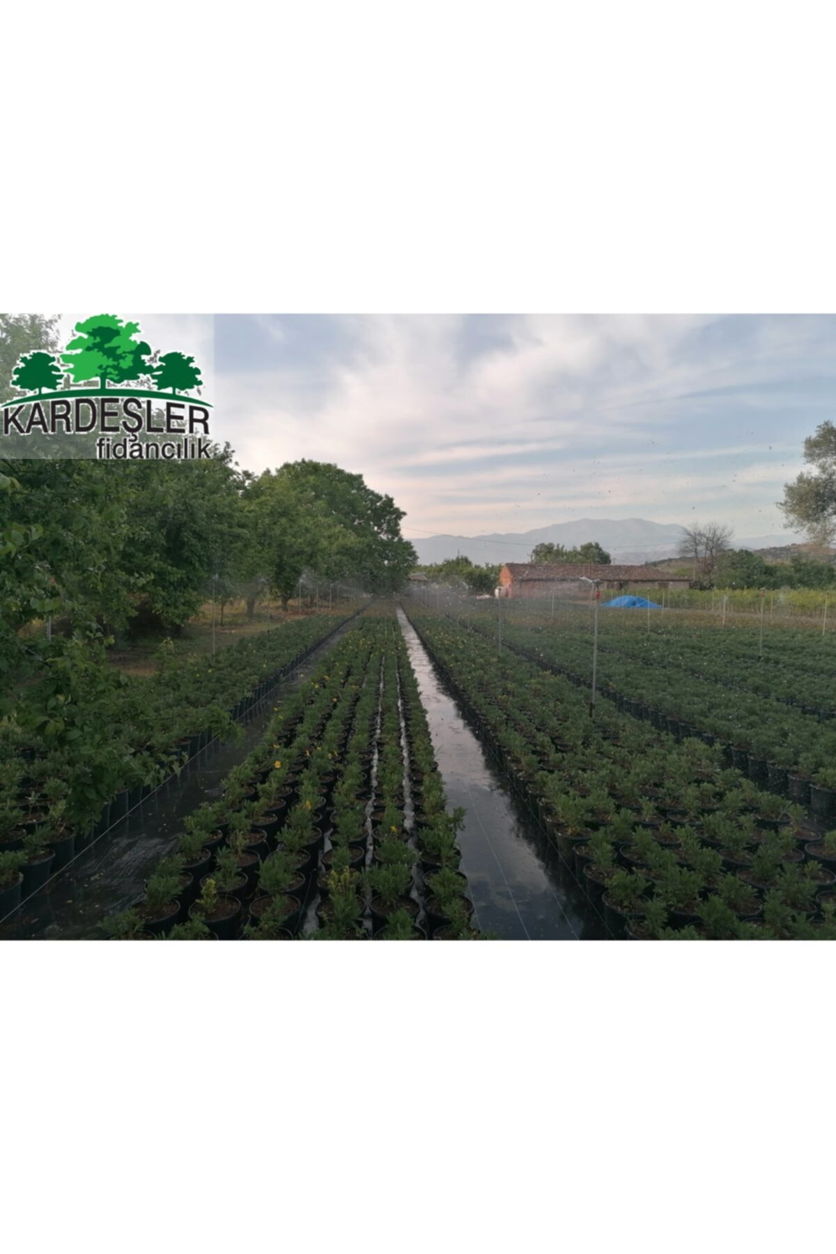 KARDEŞLER FİDANCILIK Bodrum Paptya, Sarı Paptya Bitkisi