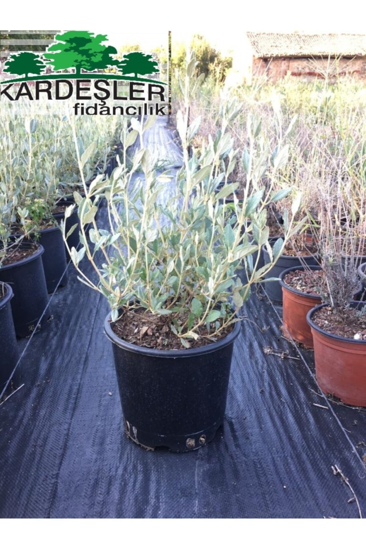 KARDEŞLER FİDANCILIK Zeytin Çalısı Bitkisi