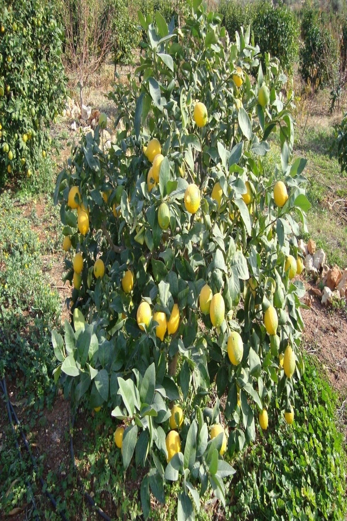 KARDEŞLER FİDANCILIK Bodur Limon