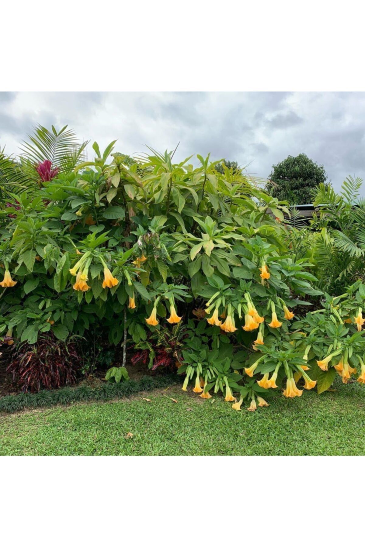 fidanistanbul Angels Trumpet Melek Borusu, 100 Cm, Saksıda