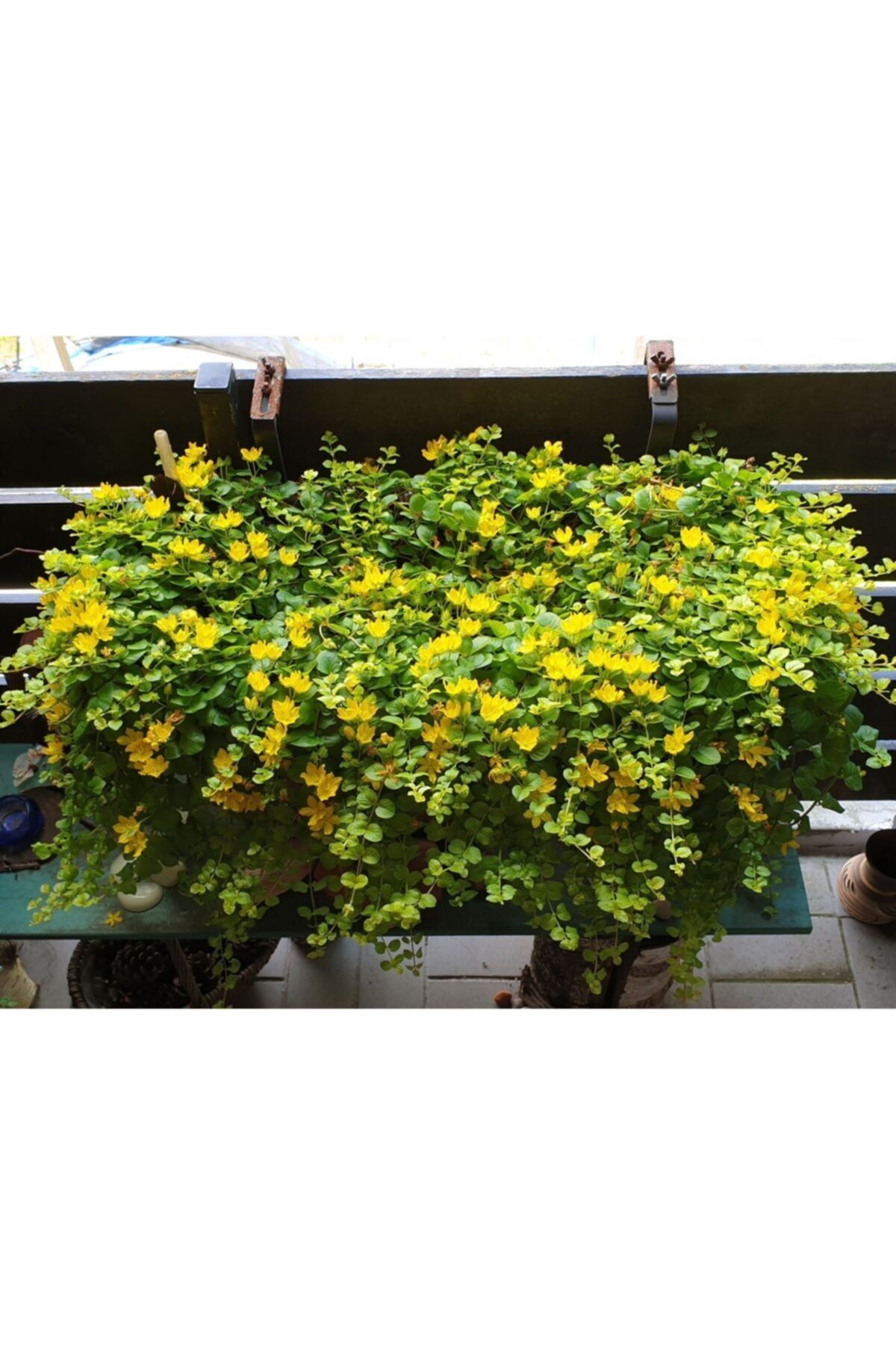 fidanistanbul Lysimachia Nummularia Sarıkız Sarmaşığı, Askılı Saksıda