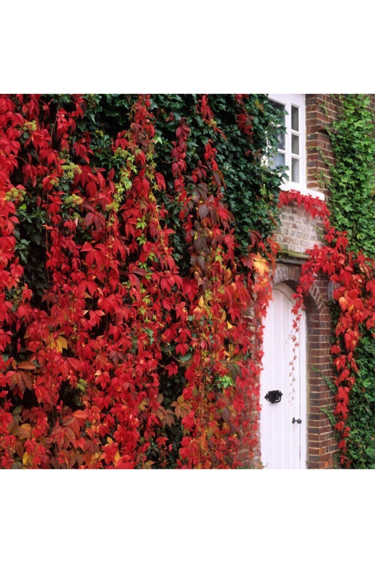 fidanistanbul Parthenocissus Quinquefolia Amerikan Sarmaşığı Fidanı, +120 Cm, Saksıda