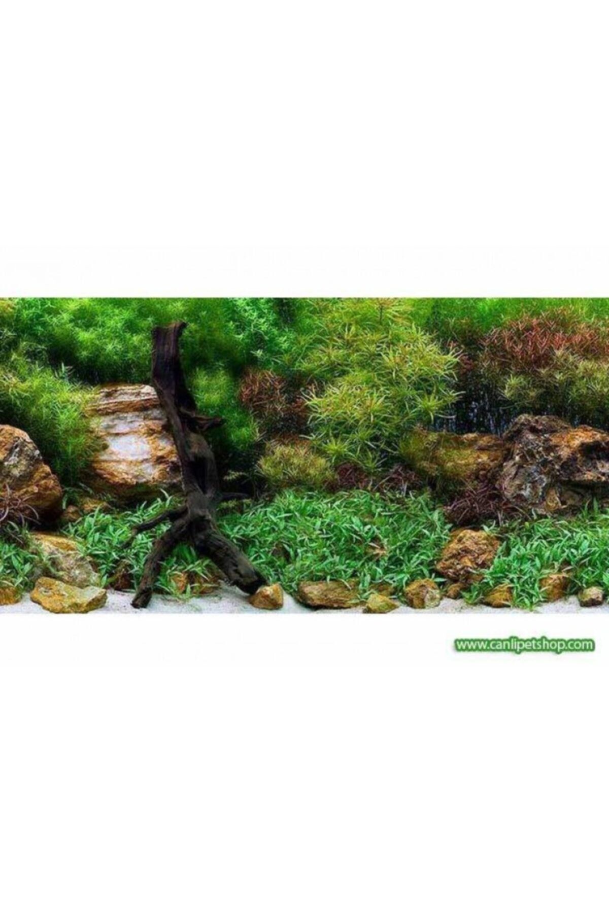 TROPİKAL Arka Fon (su Bahçesi) 50 Cm Uzunluk Yükseklik 30 Cm