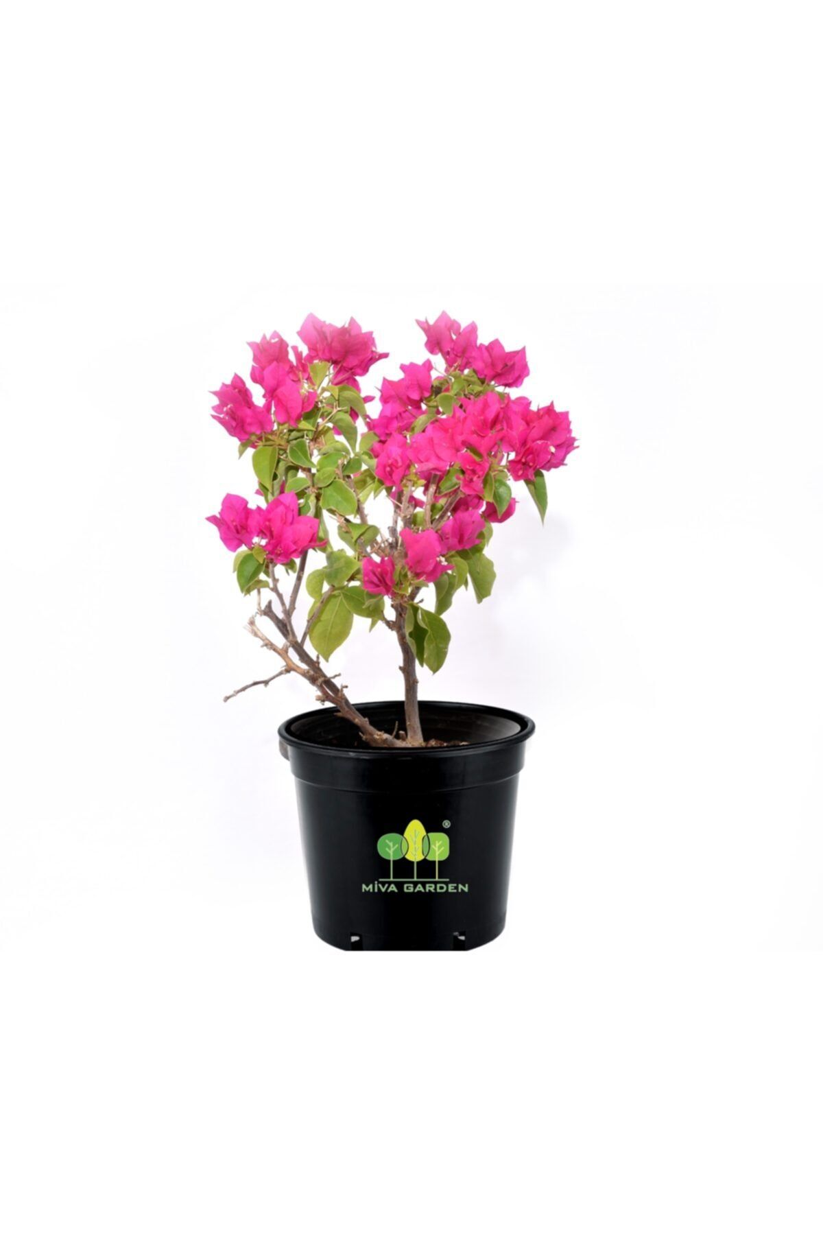 MİVA GARDEN Bougainvillea Spectabilis Çalı Begonvil