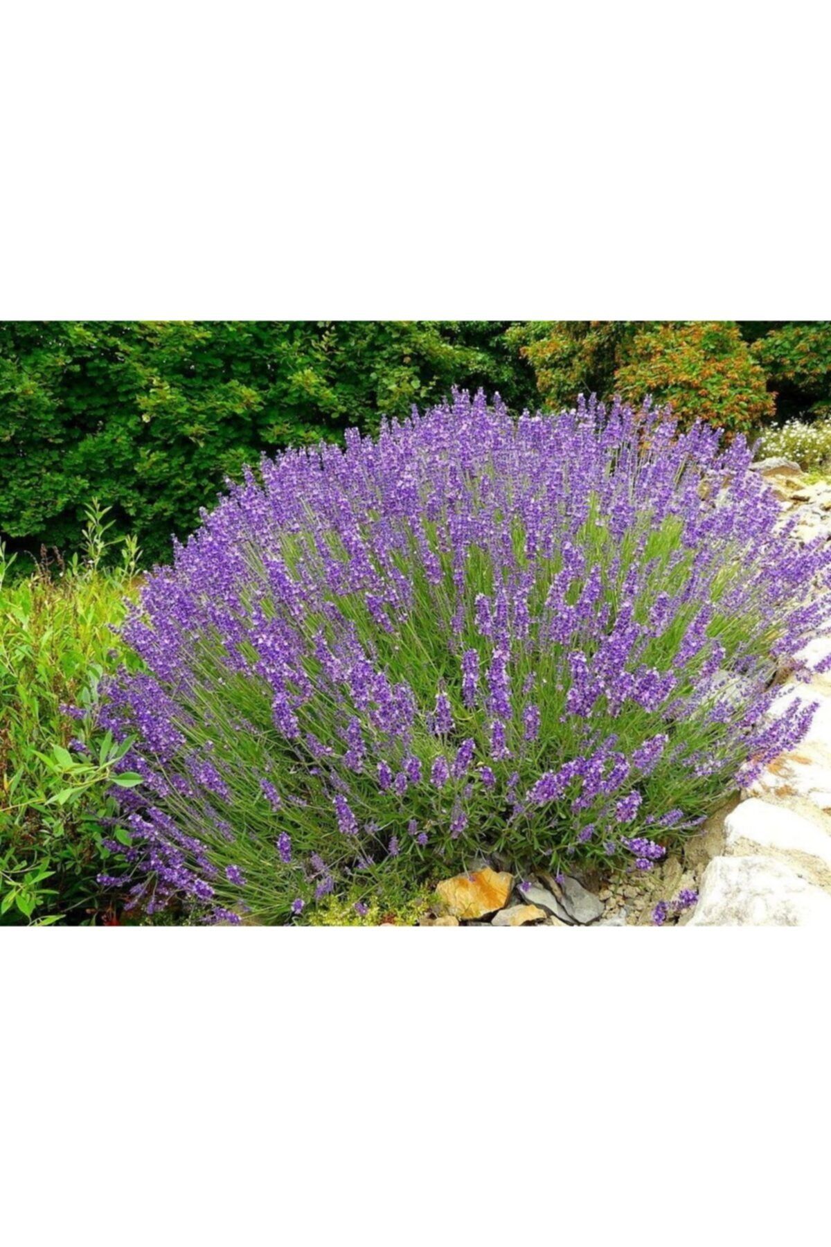 MİVA GARDEN Lavandula Officinalis
