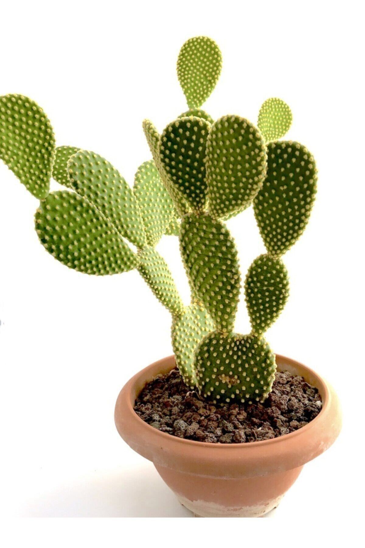 LİLADÜKKAN Opuntia Microdasys Kaktüs