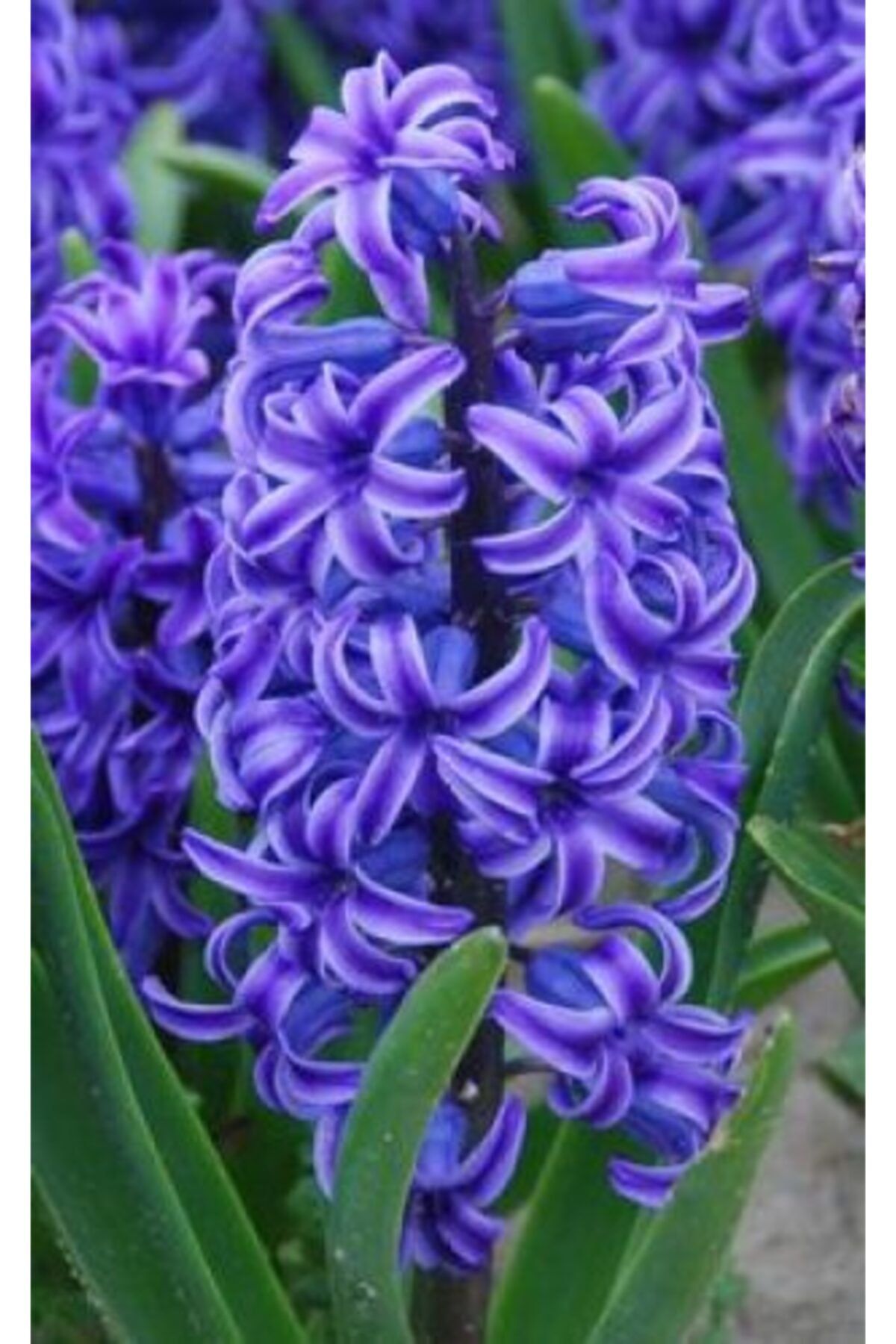 GARDENYA TOHUMCULUK 2 Adet Cornflower Renk Kokulu Sümbül Çiçek Soğanı