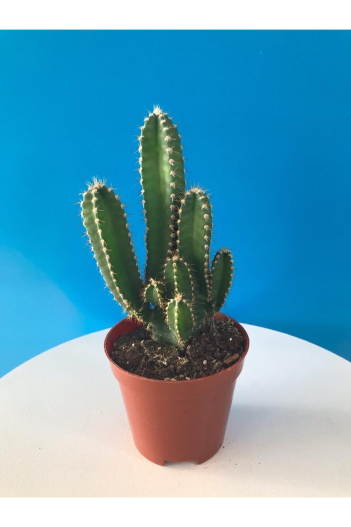 BOYBEYİS BOTANİK Cereus Florida - Radyasyon Emici Kaktüs