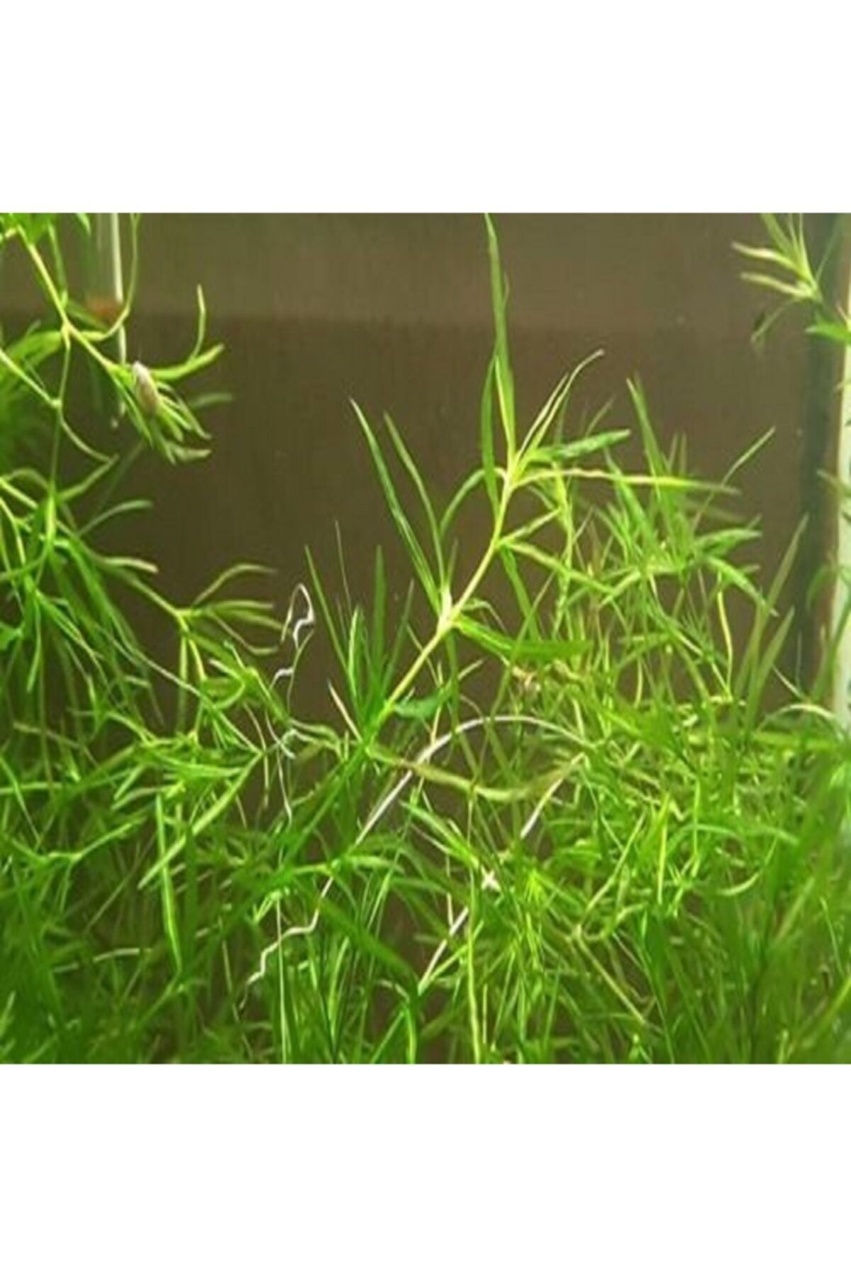 BIO AQUATIC Najas Guadulapensis (guppy Grass) Lepistes Otu 8 Adet