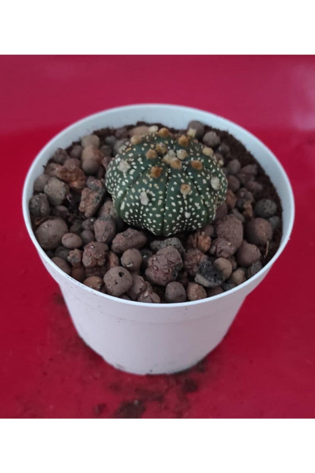 Pagoda Astrophtyum Asterias-8,5 Cm Saksıda-yerli-(09e/12)