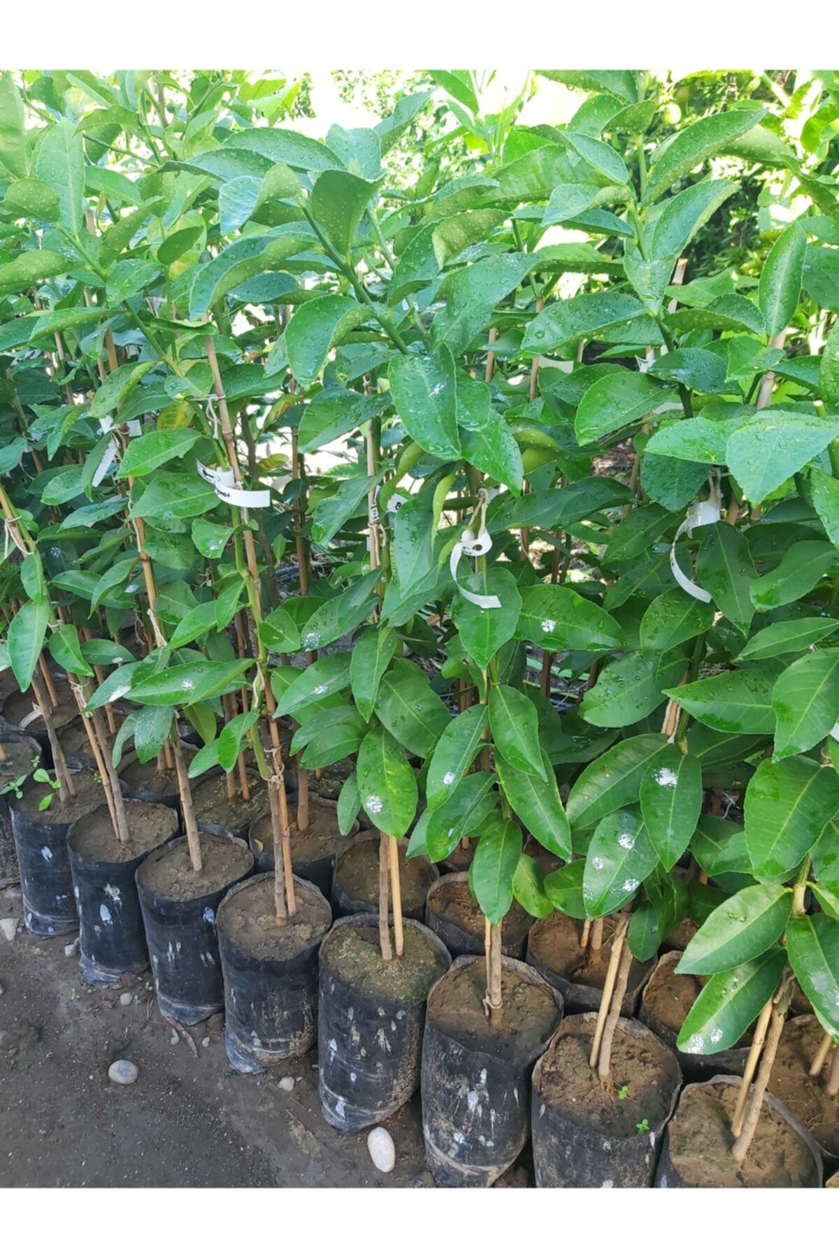 Köyceğiz Bitki Dünyası Bergamot Fidanı (aşılı Bergamot Ağacı) Citrus Bergamia