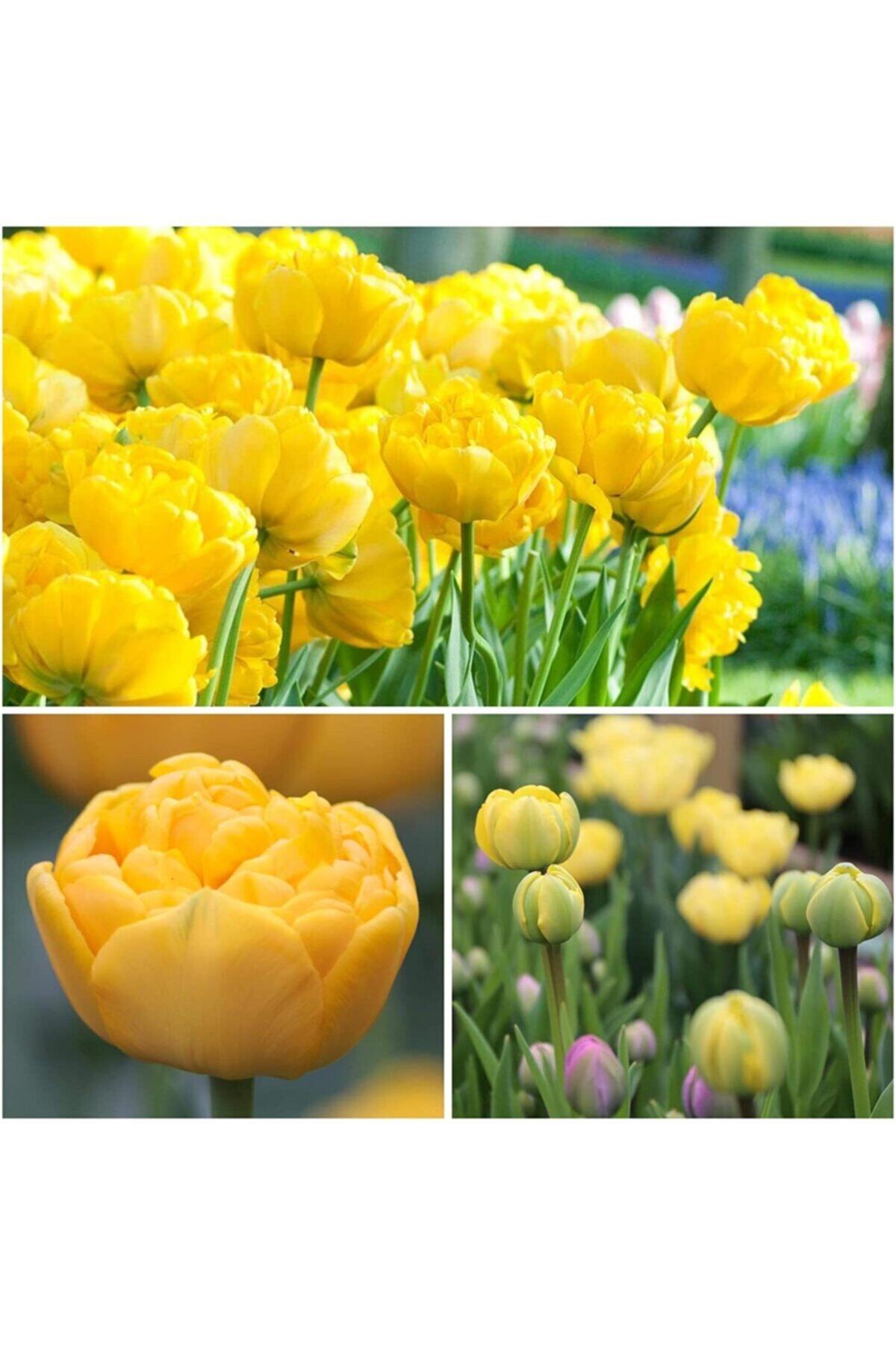 GüçlüTedarik 10 Adet Sarı Katmerli Lale Soğanı ( Yellow Pomponette )
