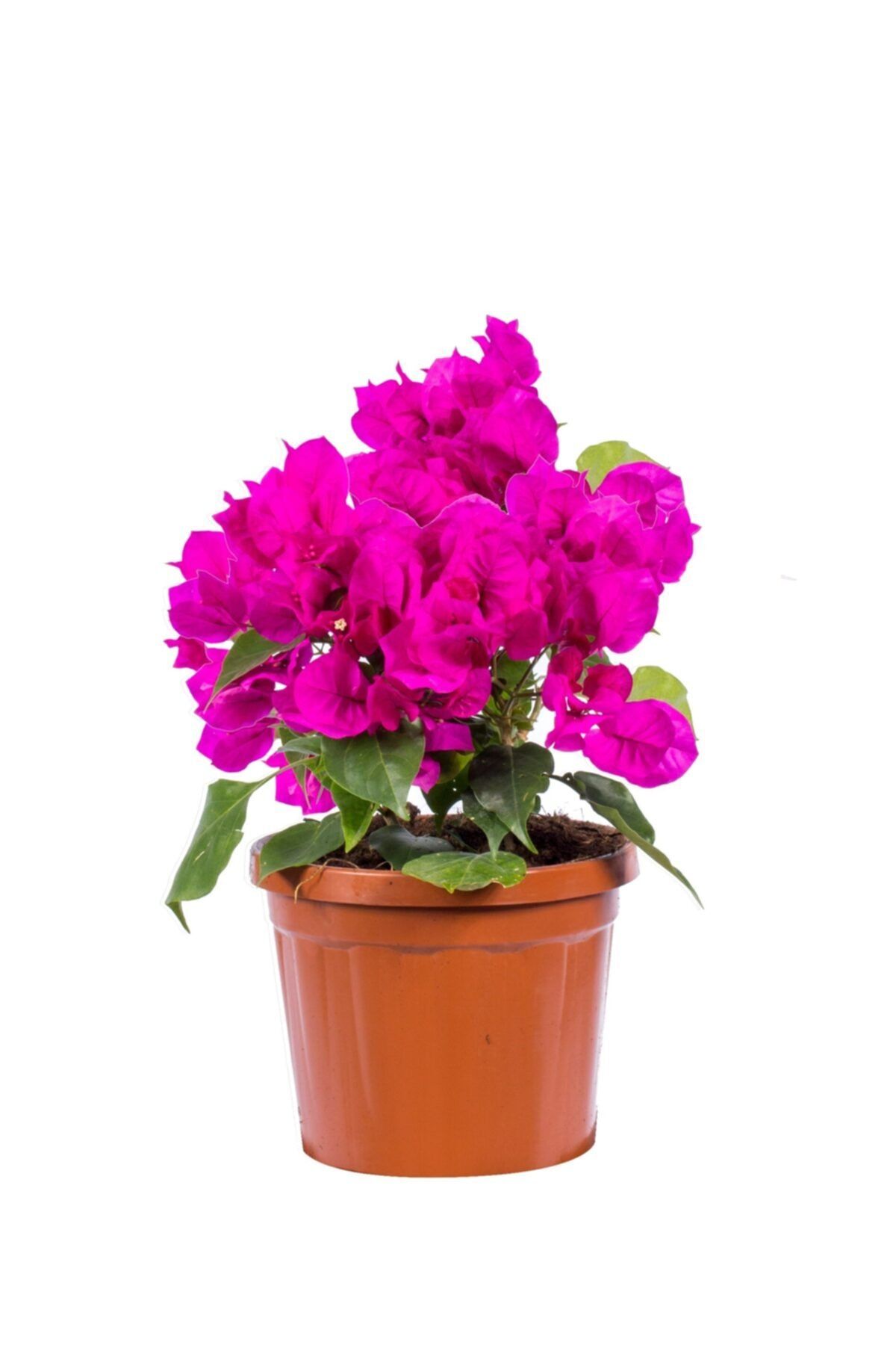Plantera Bougainvillea 'Vera Deep purple' - Deep purple Bodur Begonvil bitkisi - 30-40 cm - Pembe