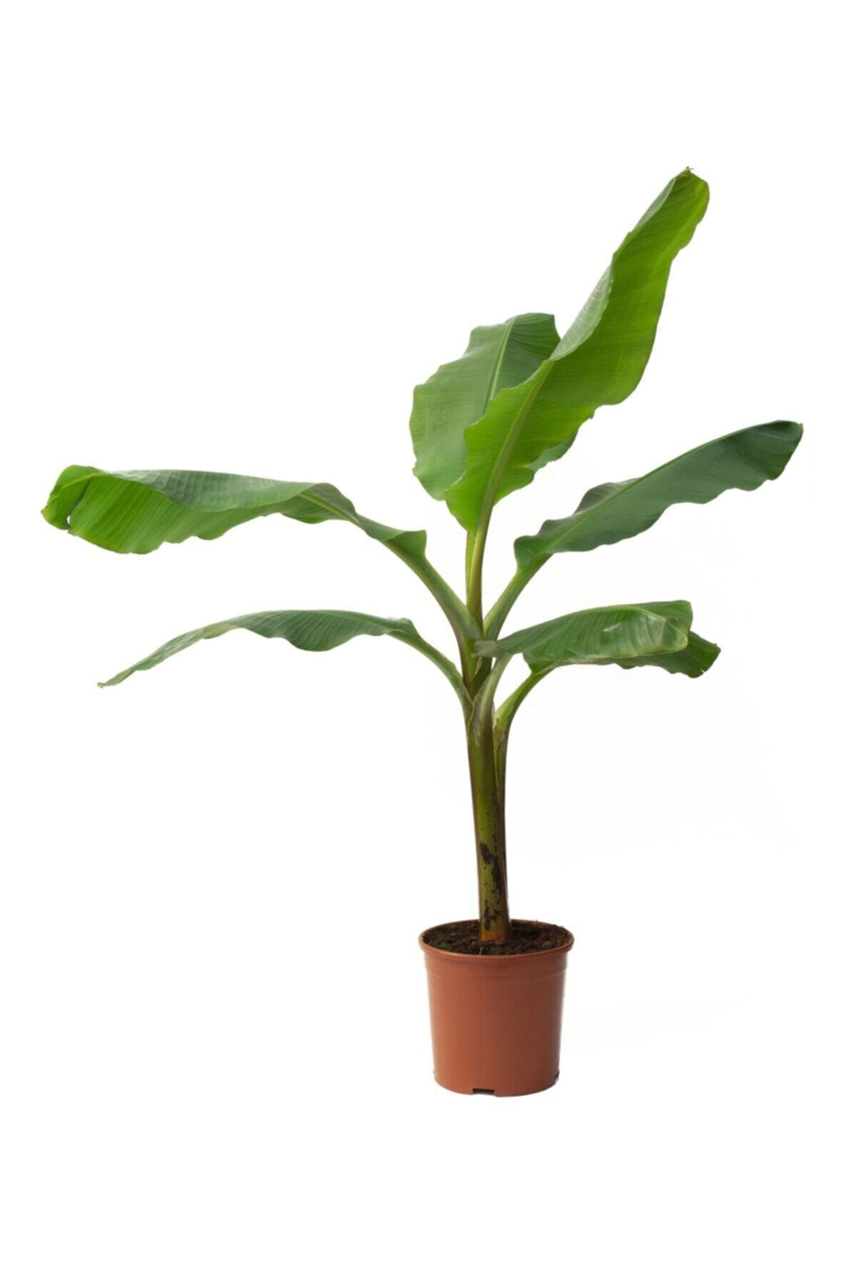 Bitkim Muz Ağacı Bitkisi 95-120 cm