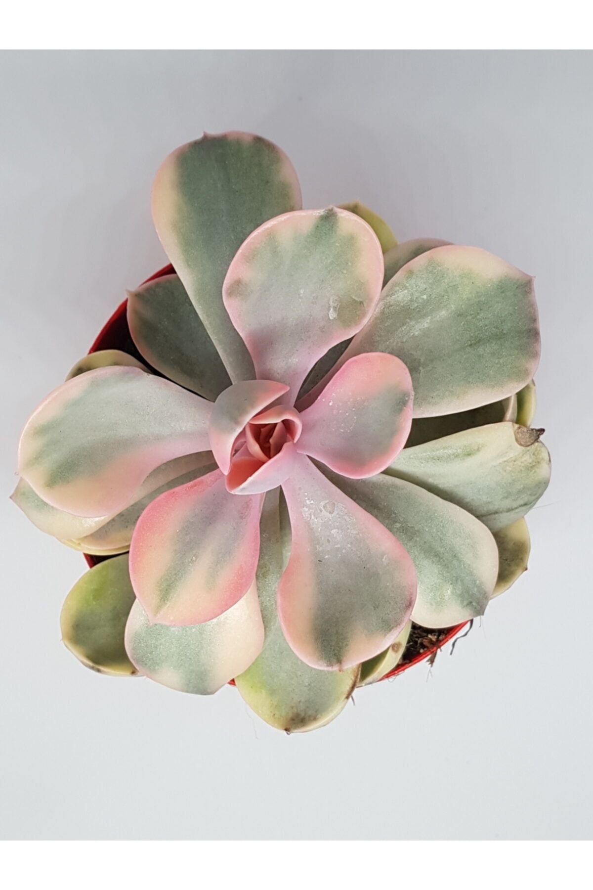 DOĞA BAHÇESİ Echeveria Rainbow Koleksiyonluk Ve Nadir Tür Sukulent 8,5cm Saksılı