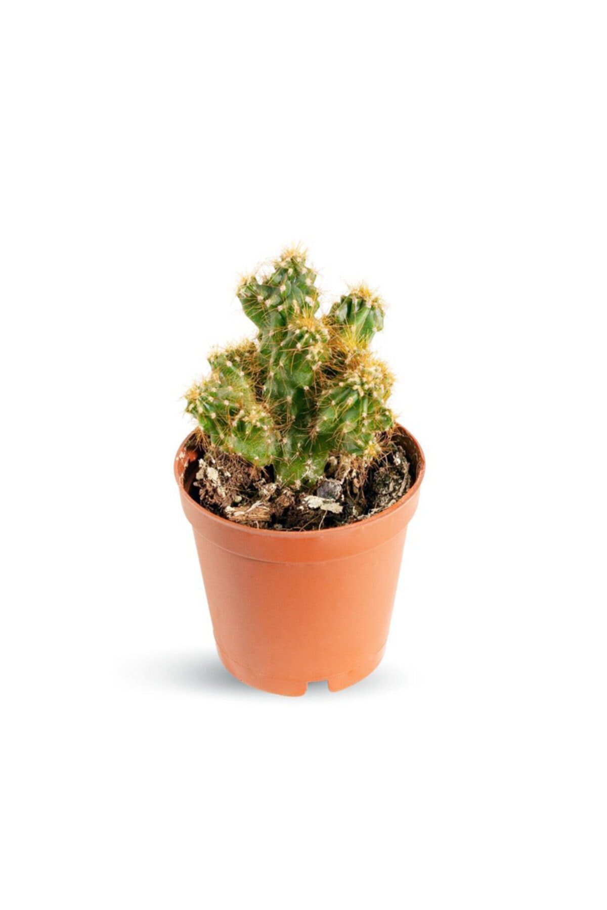 Cemre Garden Cereus Peruvianus Monstrose - Radyasyon Emici Kaktüs Sukulent - Ev Ofis Salon Iç Mekan Bitkisi