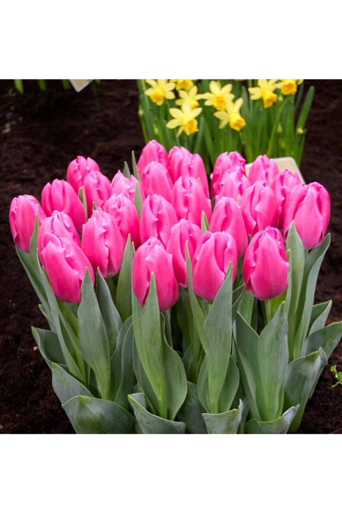GüçlüTedarik 10 Adet Koyu Pembe Lale Soğanı Pretty Love