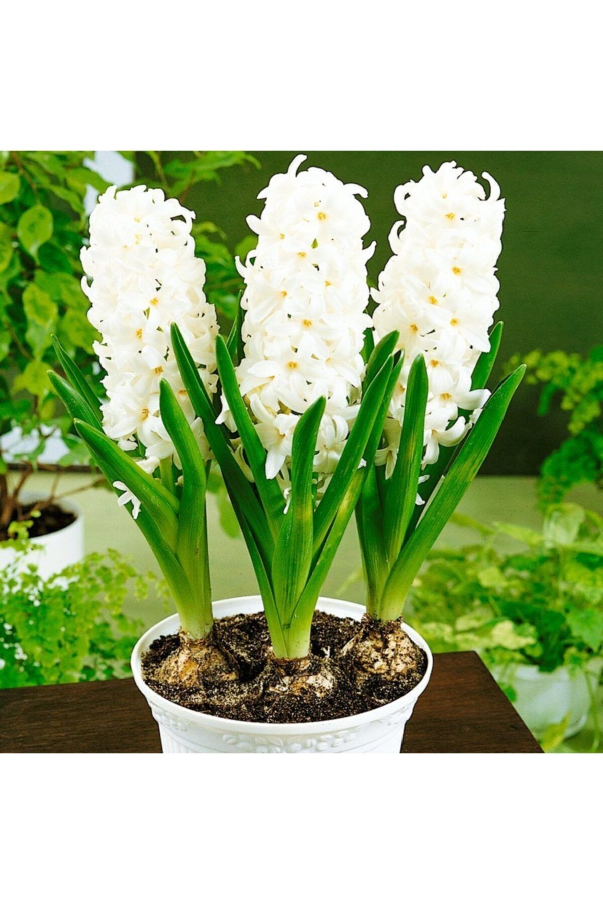 GüçlüTedarik 6 Adet Kokulu Sümbül Soğanı Beyaz (white Pearl)