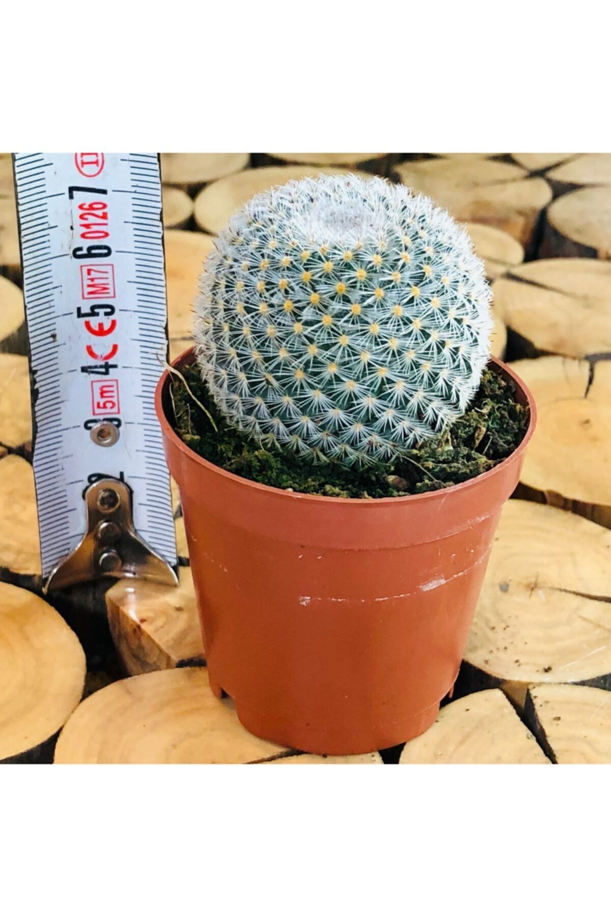 Özen Çiçekçilik Mammillaria Perbella Cactus Nadir Pembe Bol Çiçek Açan Kaktüs