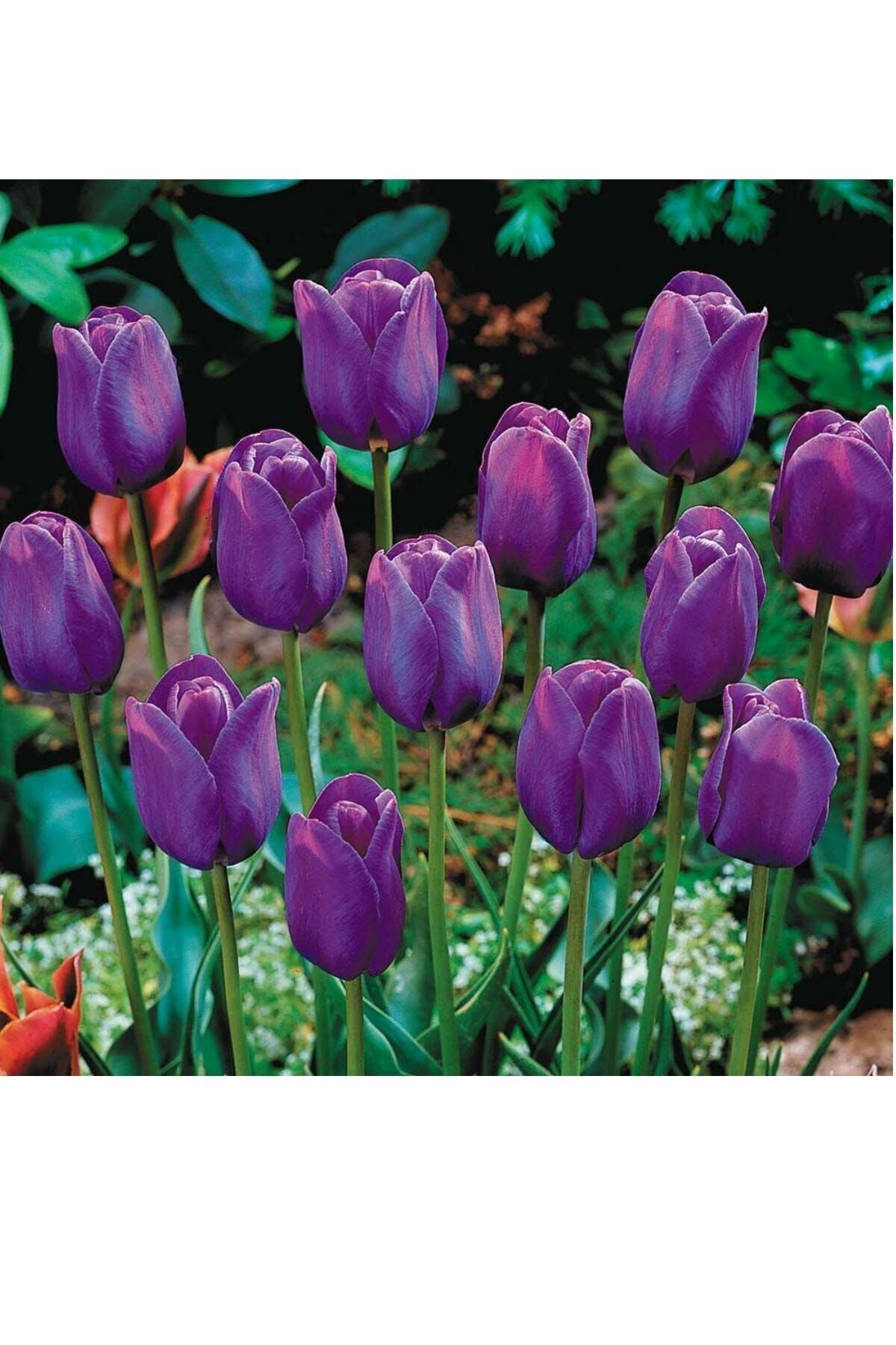 Asya Purple Rain Mor Lale Soğanı 10 Adet