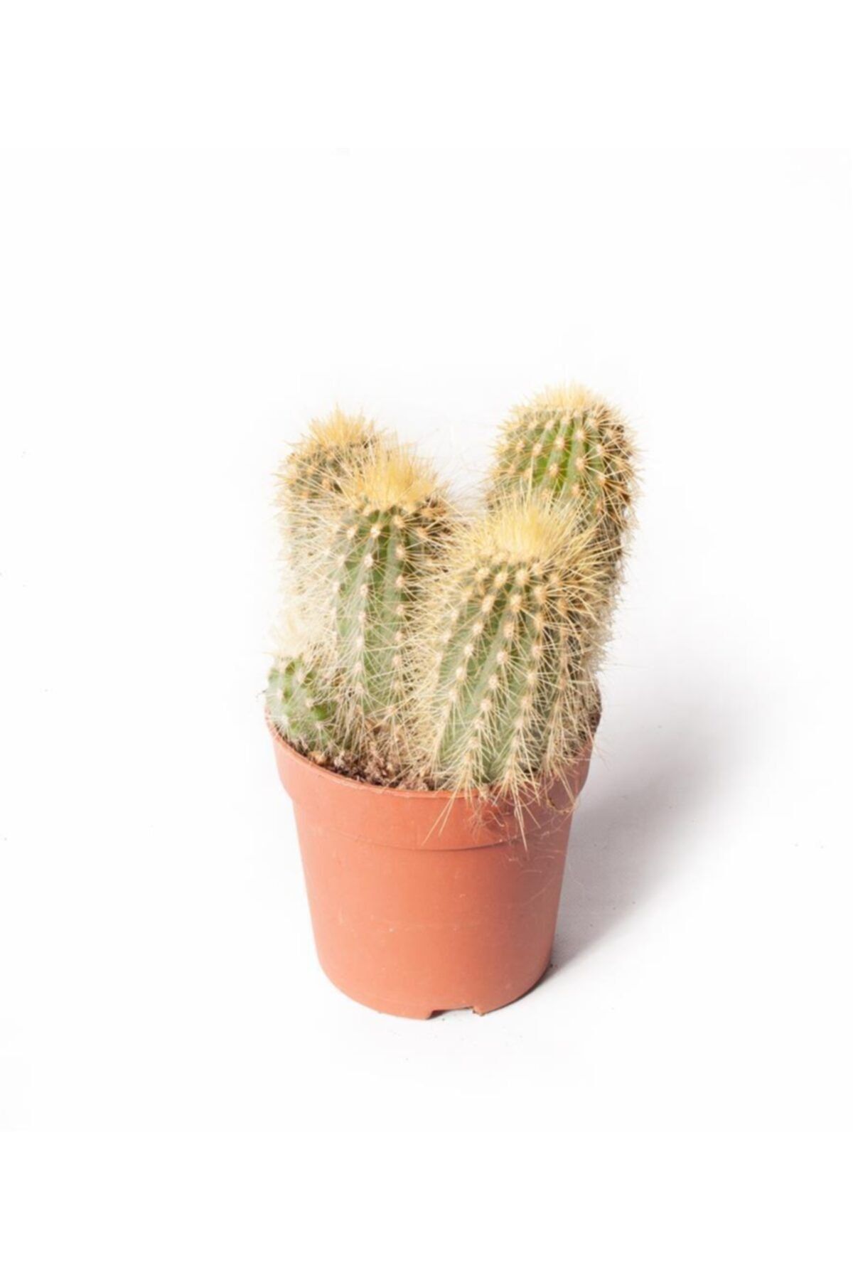 SFF Moda Vatricania Guentheri 5,5cm Ø - Kaktüs