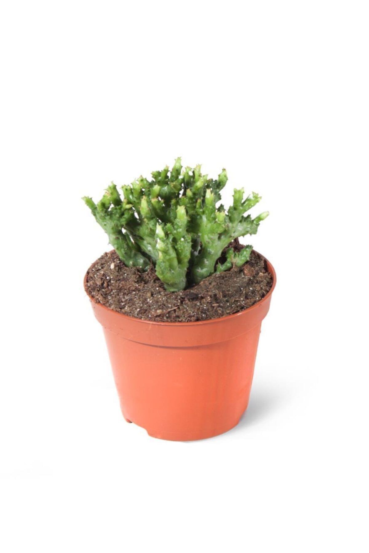 SFF Moda Euphorbia Enopla Monstrosa 8,5cm Ø - Kaktüs