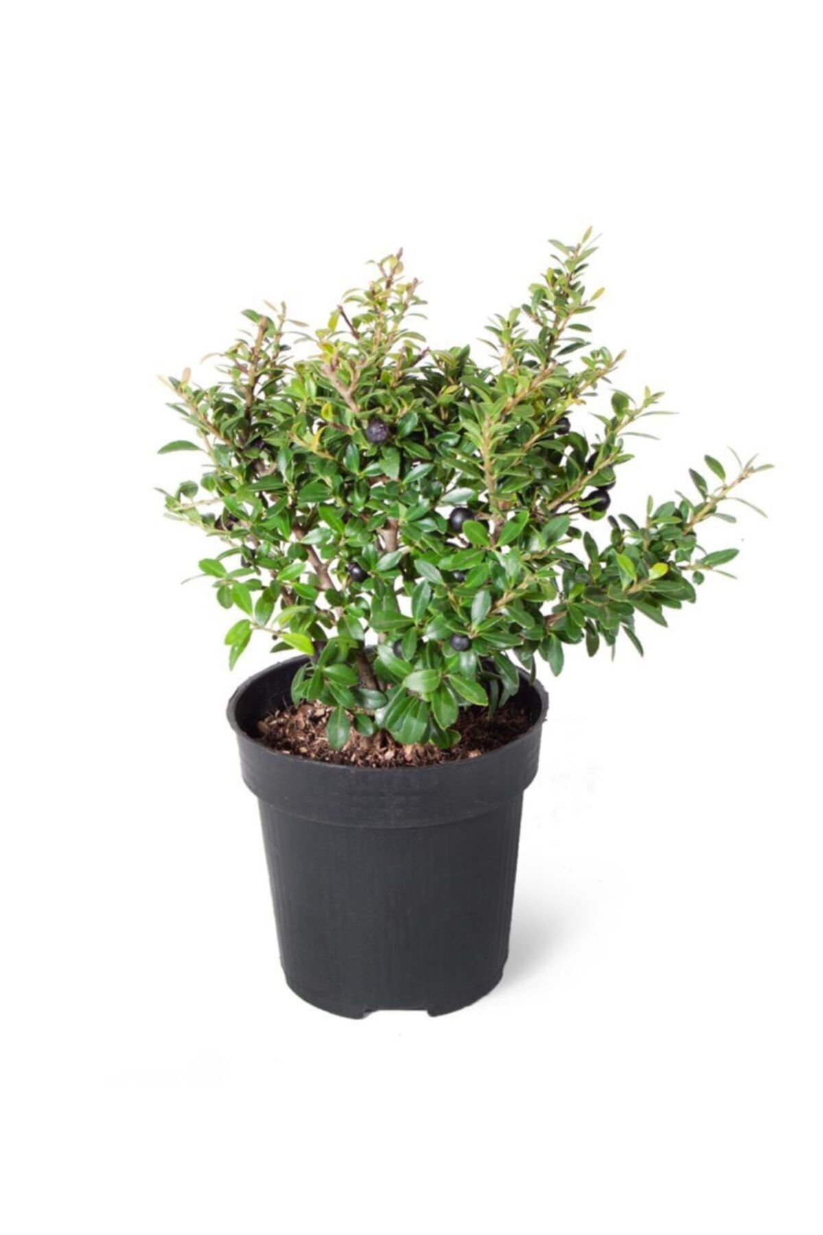 SFF Moda Ilex Crenata Green Glory (ithal) 9cm Ø Boy: 23 - Dış Mekan Çiçekli Bitki