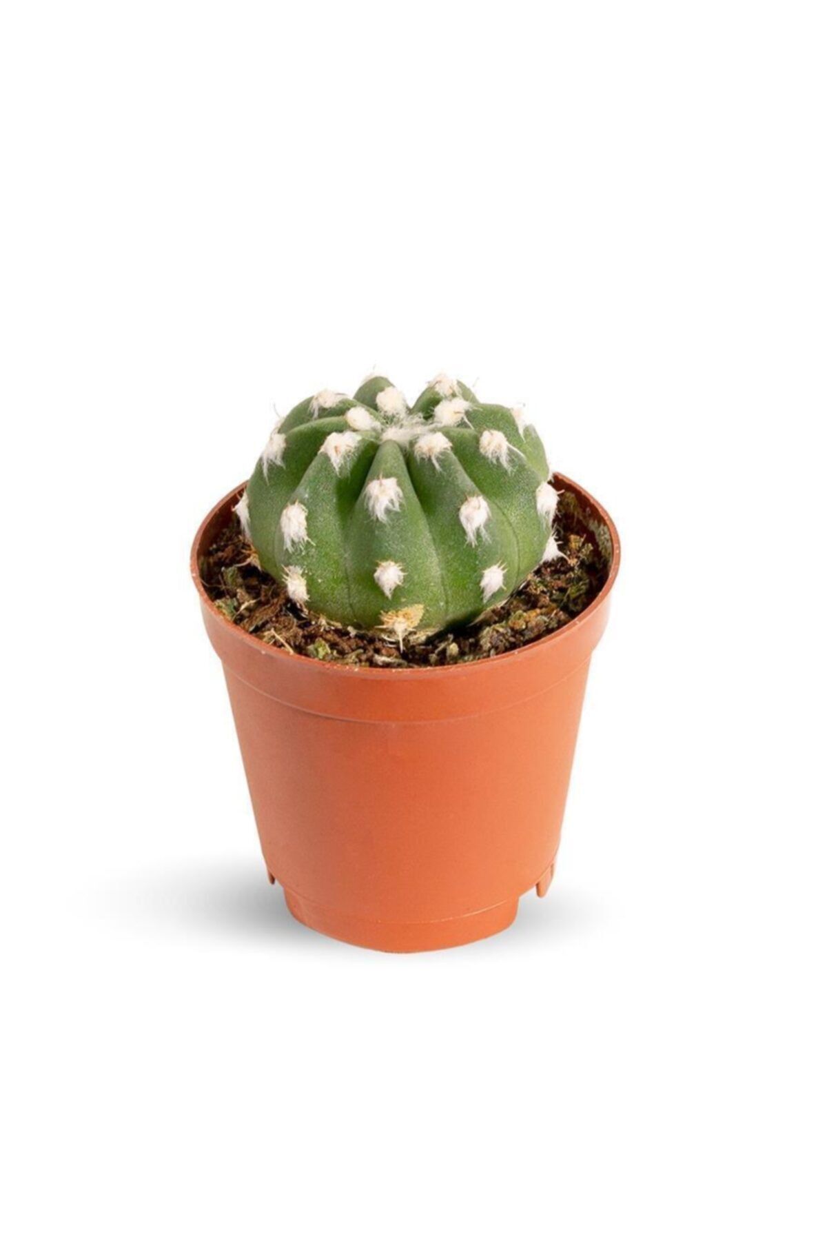 SFF Moda Echinopsis Subdenudata 5,5cm Ø - Kaktüs