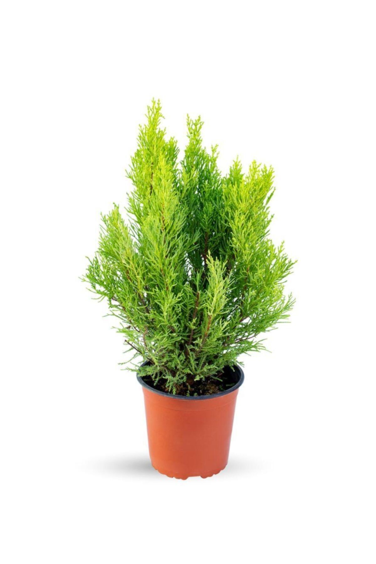 SFF Moda Cupressus Gold Wilma 17cm Ø - Yeşil Bitki