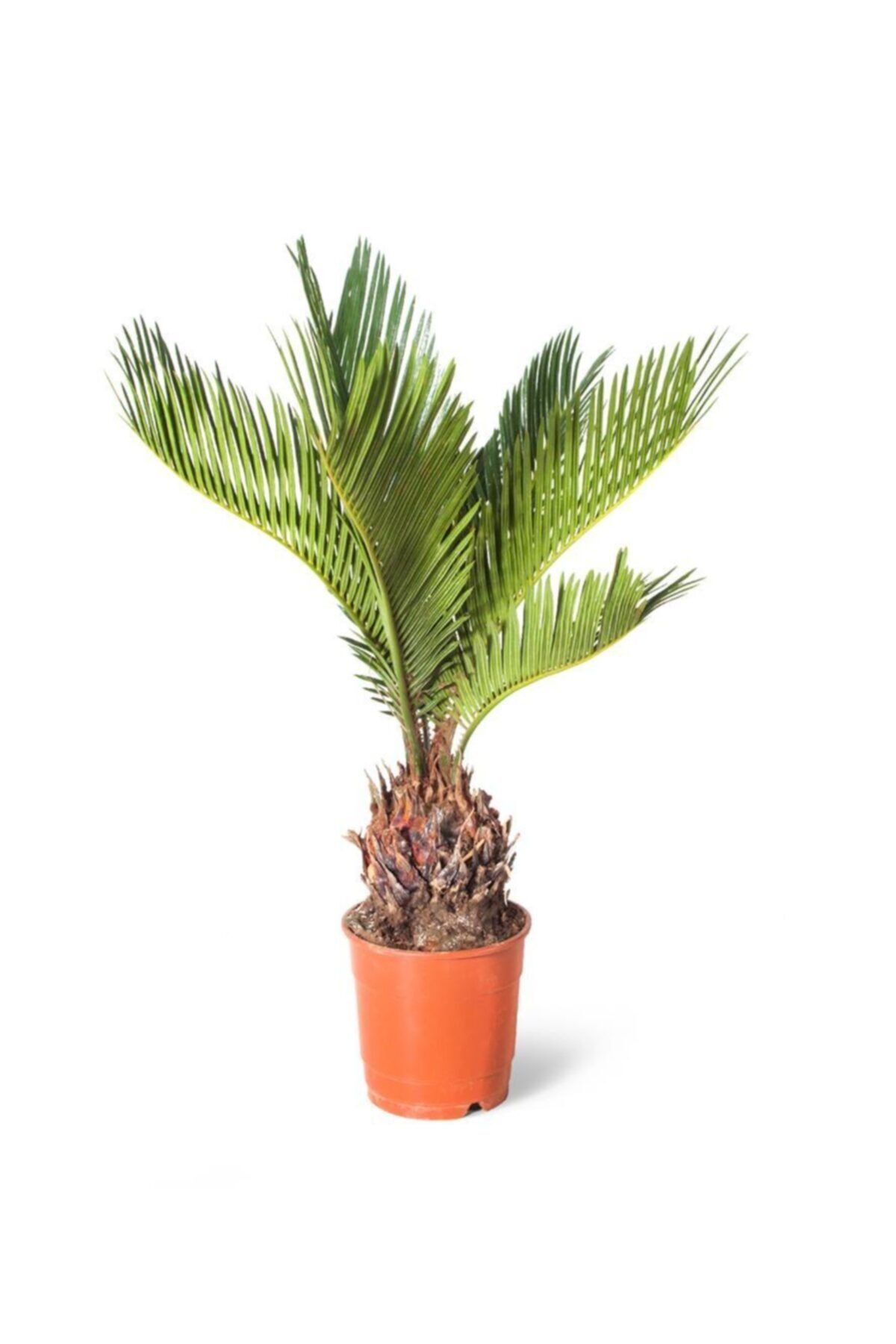 SFF Moda Cycas Revoluta (ithal) 12cm Ø Boy: 40 - Yeşil Bitki