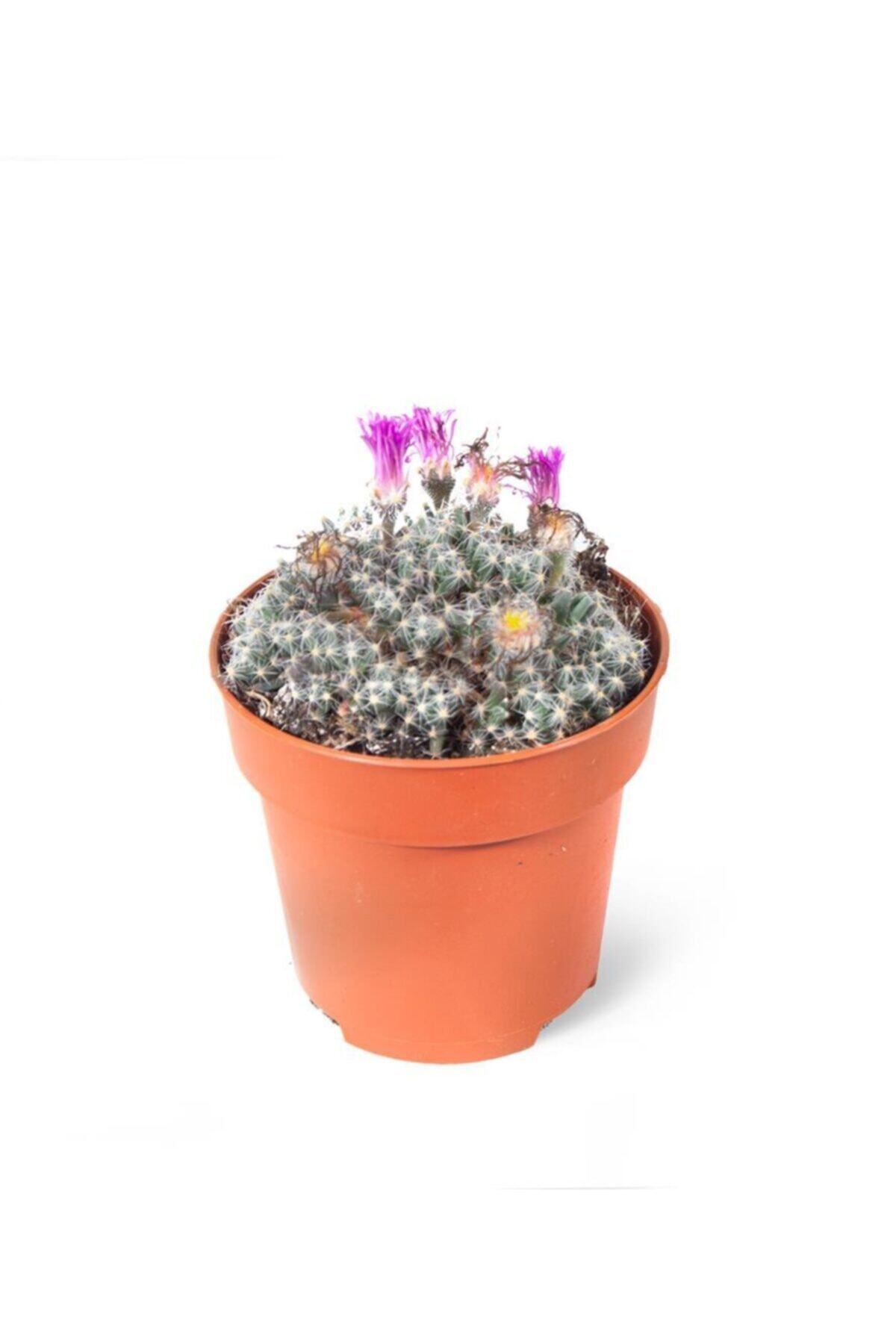 SFF Moda Trichodiadema Densum 8,5cm Ø - Kaktüs