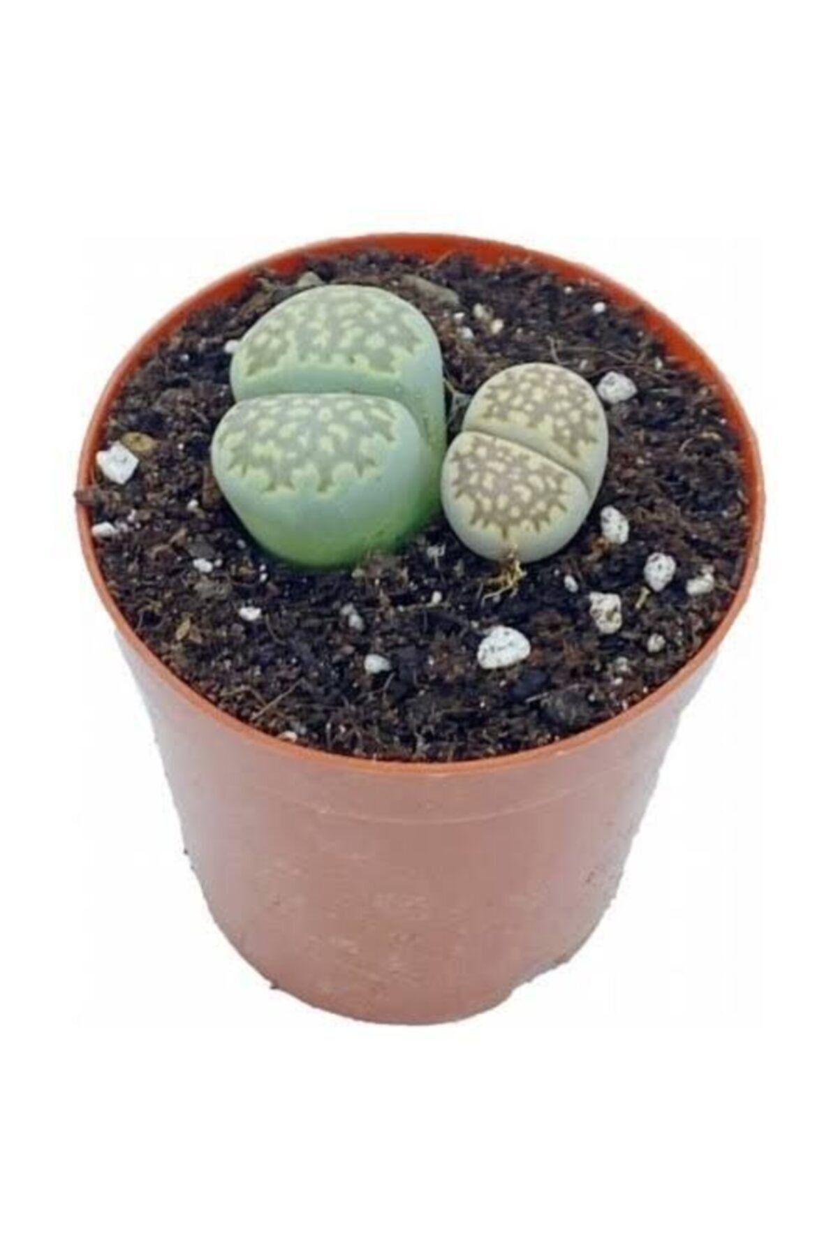 EMİN KAKTÜS Lithops - Taş Kaktüs - Yaşayan Taş 5.5 Cm Saksıda