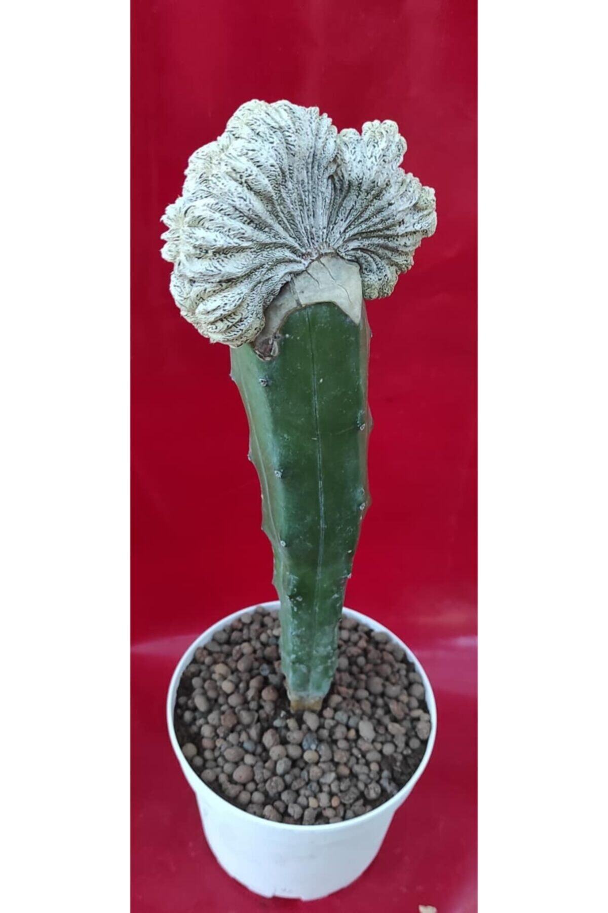 Pagoda Astrophtytum Onzuka Cristat, Kaktüs, Nadir Kaktüs 15 Cm Saksıda